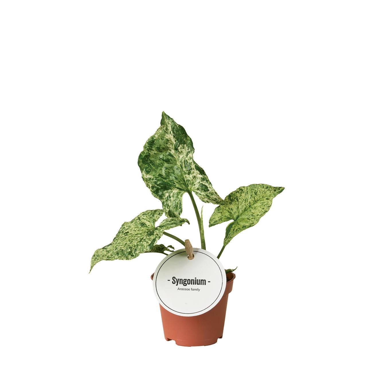 Syngonium Pflanzen – Pfeilblatt – verschiedene Arten - 15 - 30 cm hoch - Green Guardia - Ihr Experte für Schädlinge und Pflanzen