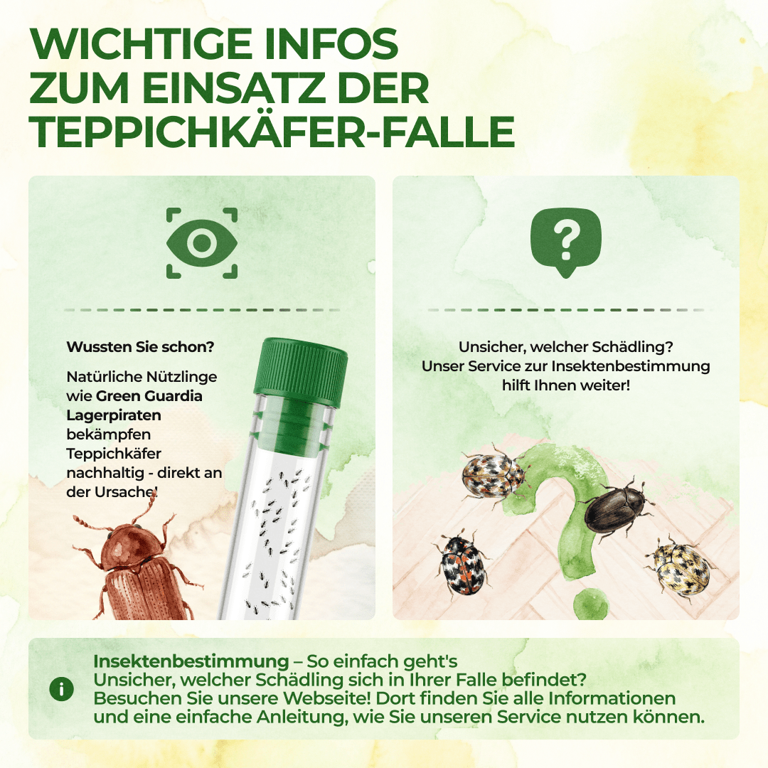 Teppichkäfer Falle - Green Guardia - Ihr Experte für Schädlinge und Pflanzen