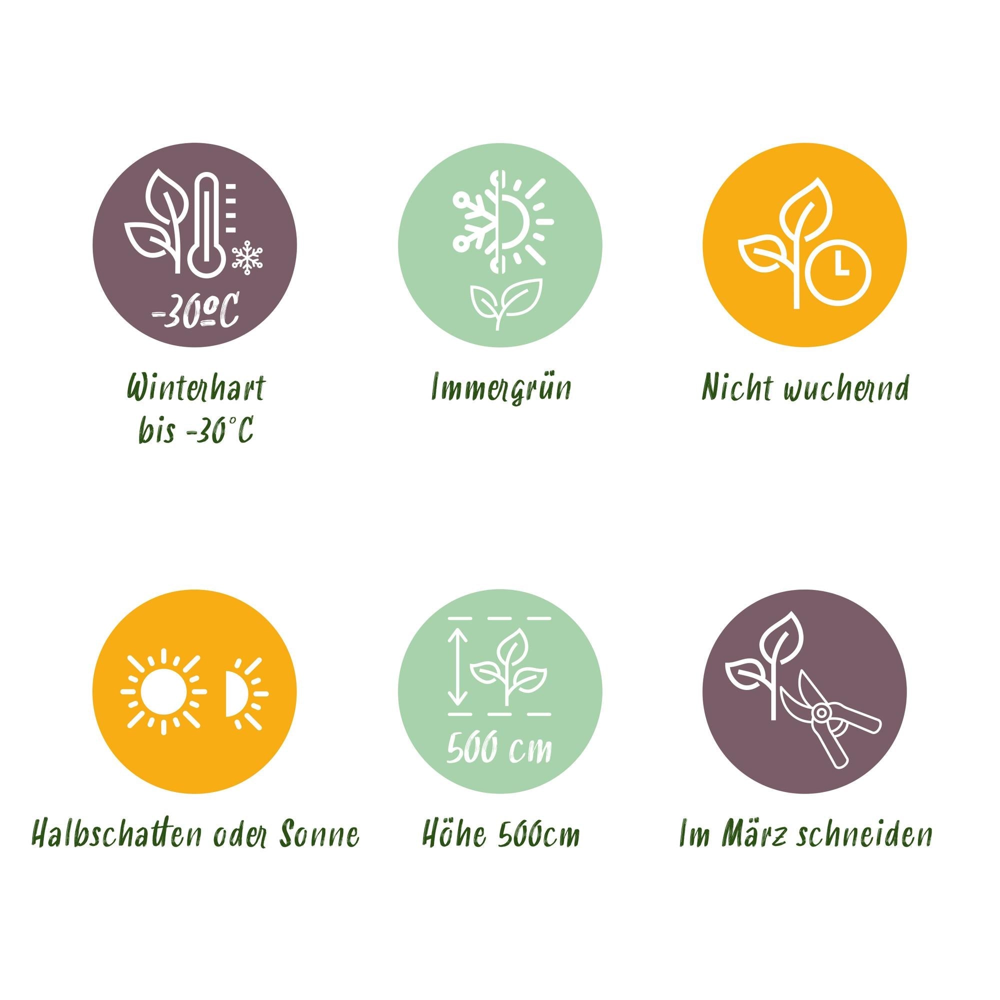 Thuja 'Smaragd' – immergrüne Heckenpflanze, 6 Pflanzen pro Meter, 17 - cm Topf, 60 cm Höhe - Green Guardia - Ihr Experte für Schädlinge und Pflanzen