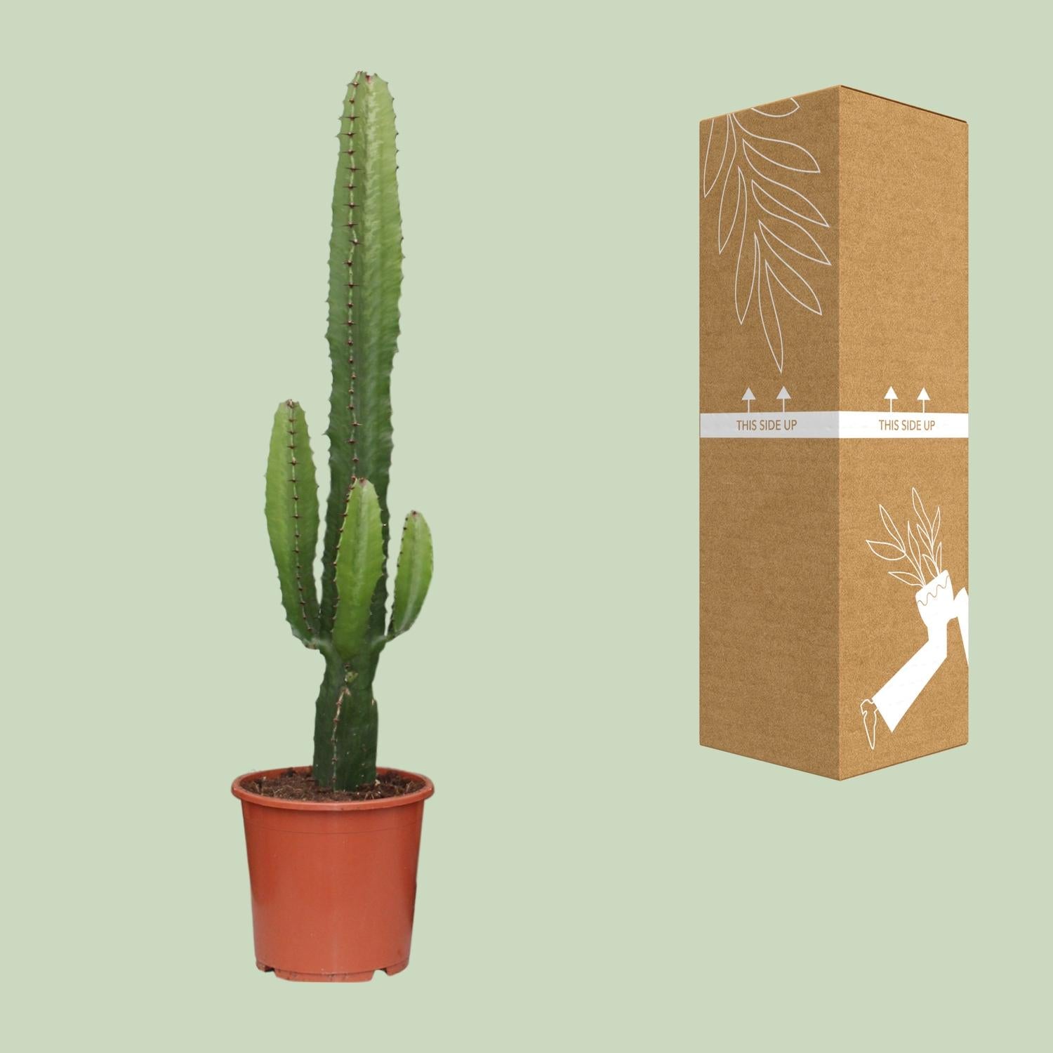 Euphorbia acrurensis – Candela del deserto - 50-60 cm