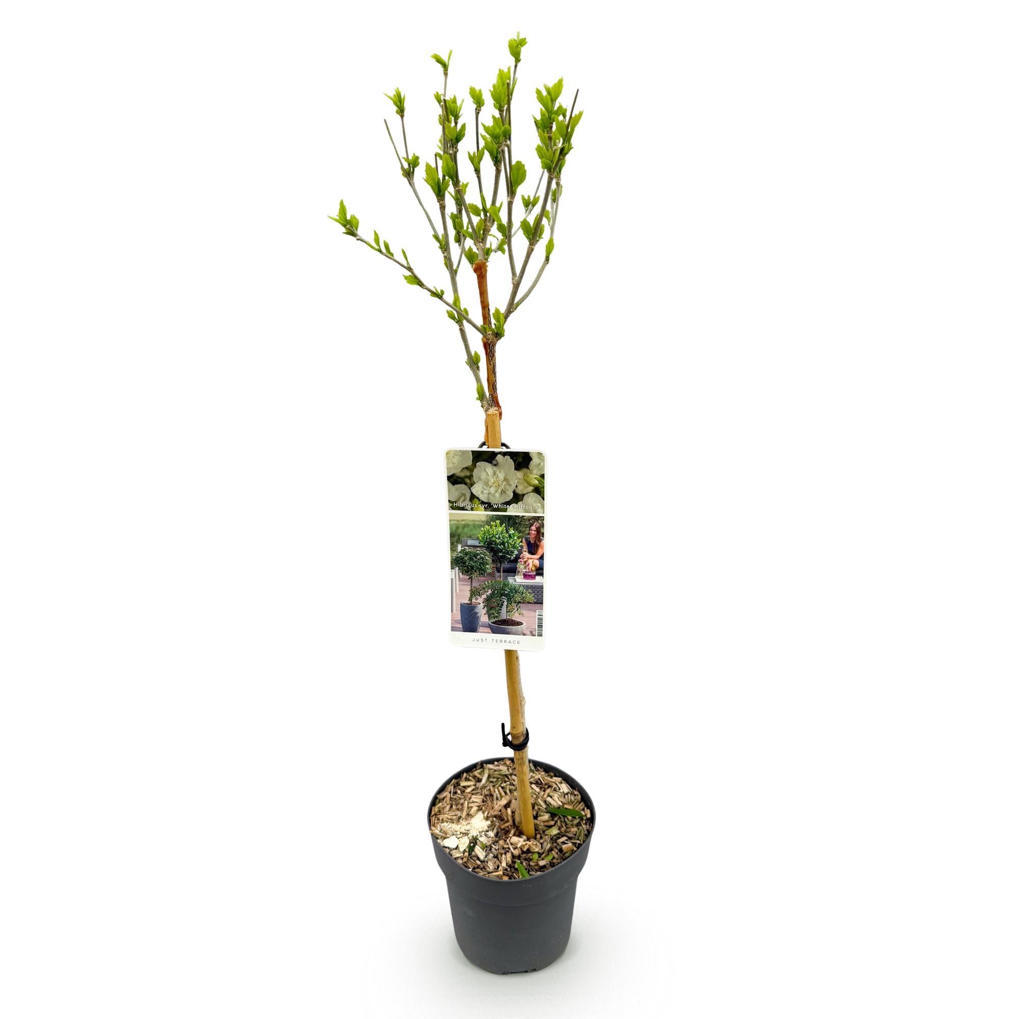 Pianta di ibisco standard 'White Chiffon'® – resistente, fiori bianchi, vaso da 19 cm, 90 cm