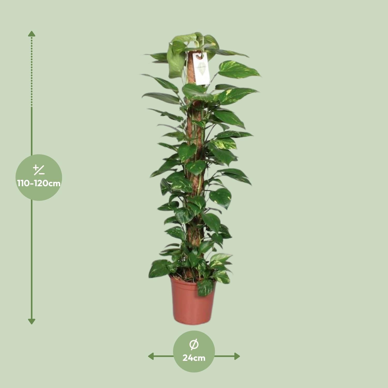 Epipremnum Pinnatum – Efeutute am Moosstab - 60-120 cm