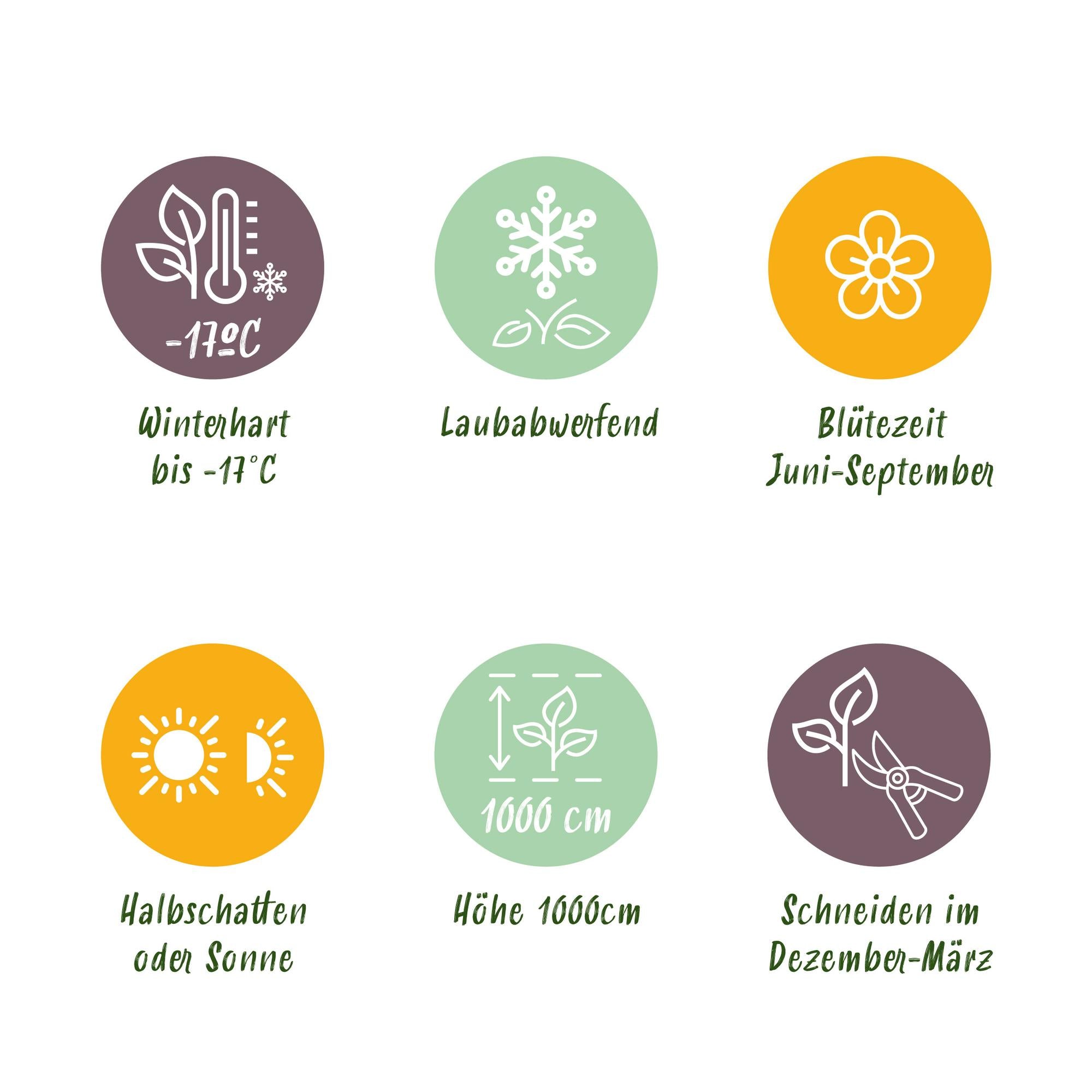 'Rosa Rainbow' climbing rose – multicolored flowers in pink, white, yellow and red, 4 plants in an 11 cm pot