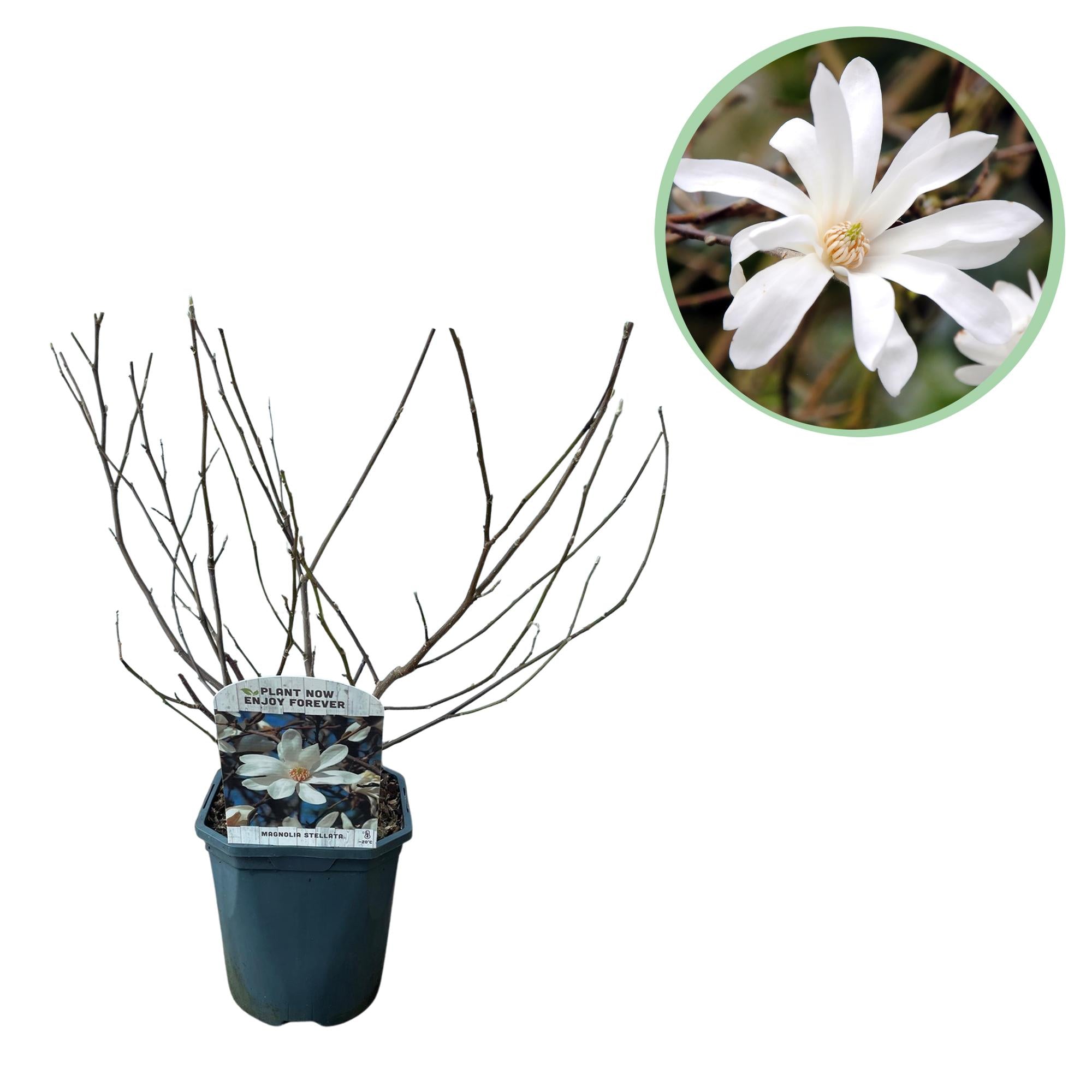Magnolia stellata – arbusto ornamentale a fiori bianchi, 1 pianta, vaso da 17 cm, altezza 45 cm