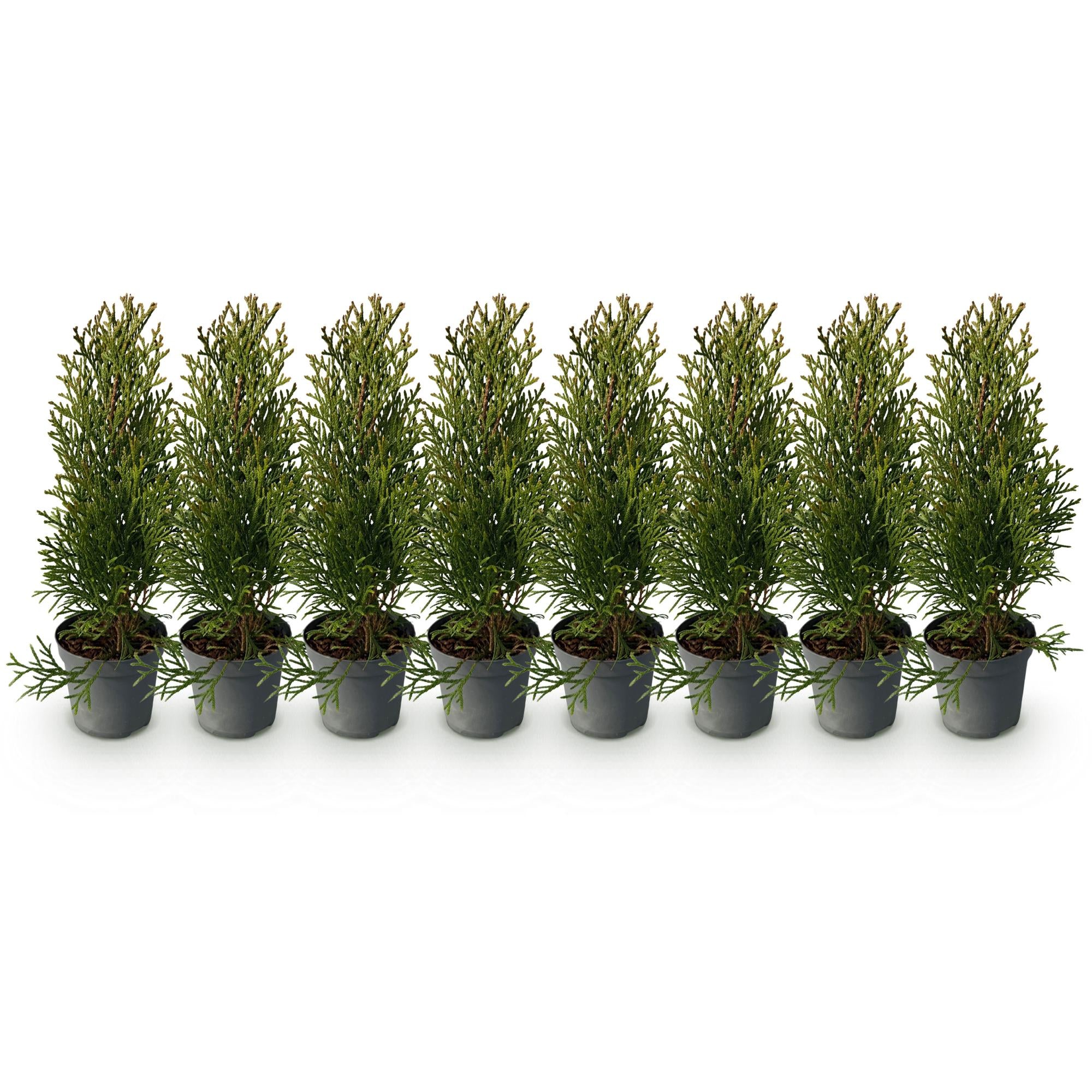 Lebensbaum ‘Smaragd’ (Thuja occidentalis) – 8 Pflanzen für 1 m Hecke, 30–35 cm Höhe, 9-cm-Topf