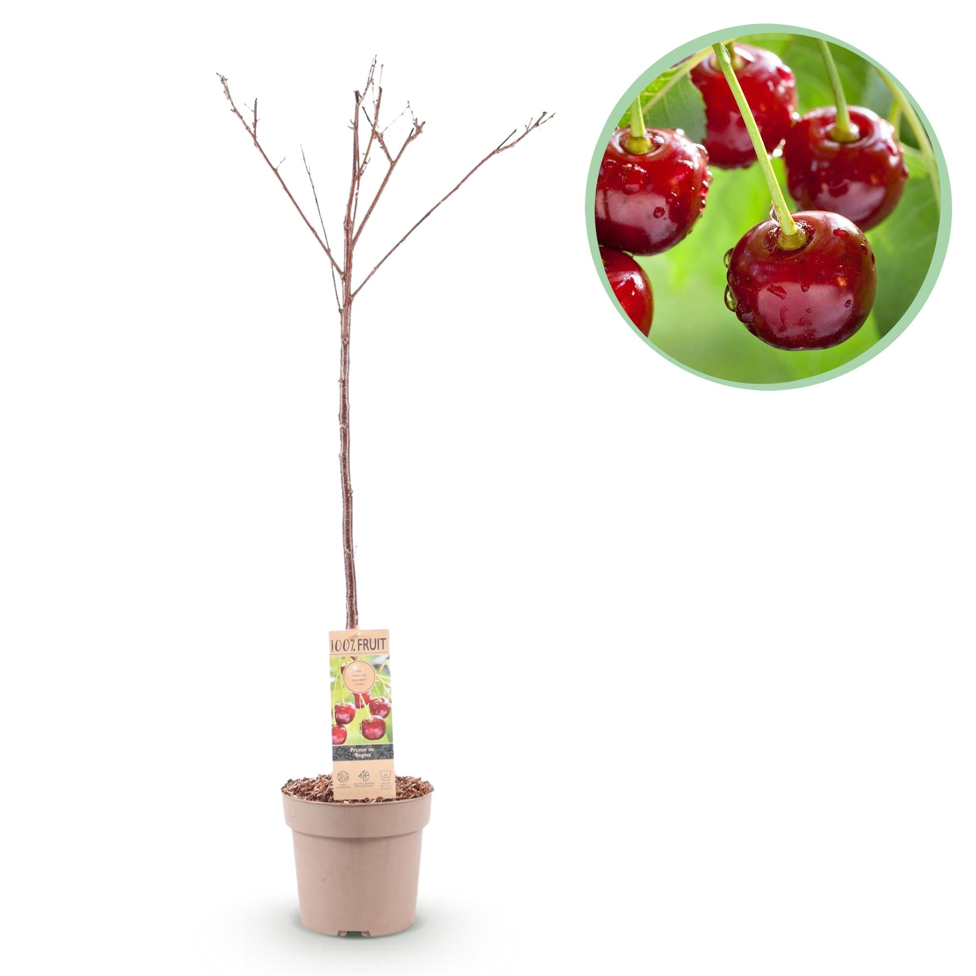 Ciliegio da frutto 'Regina' – ciliegio dolce rosso, vaso 21 cm, altezza 90 cm