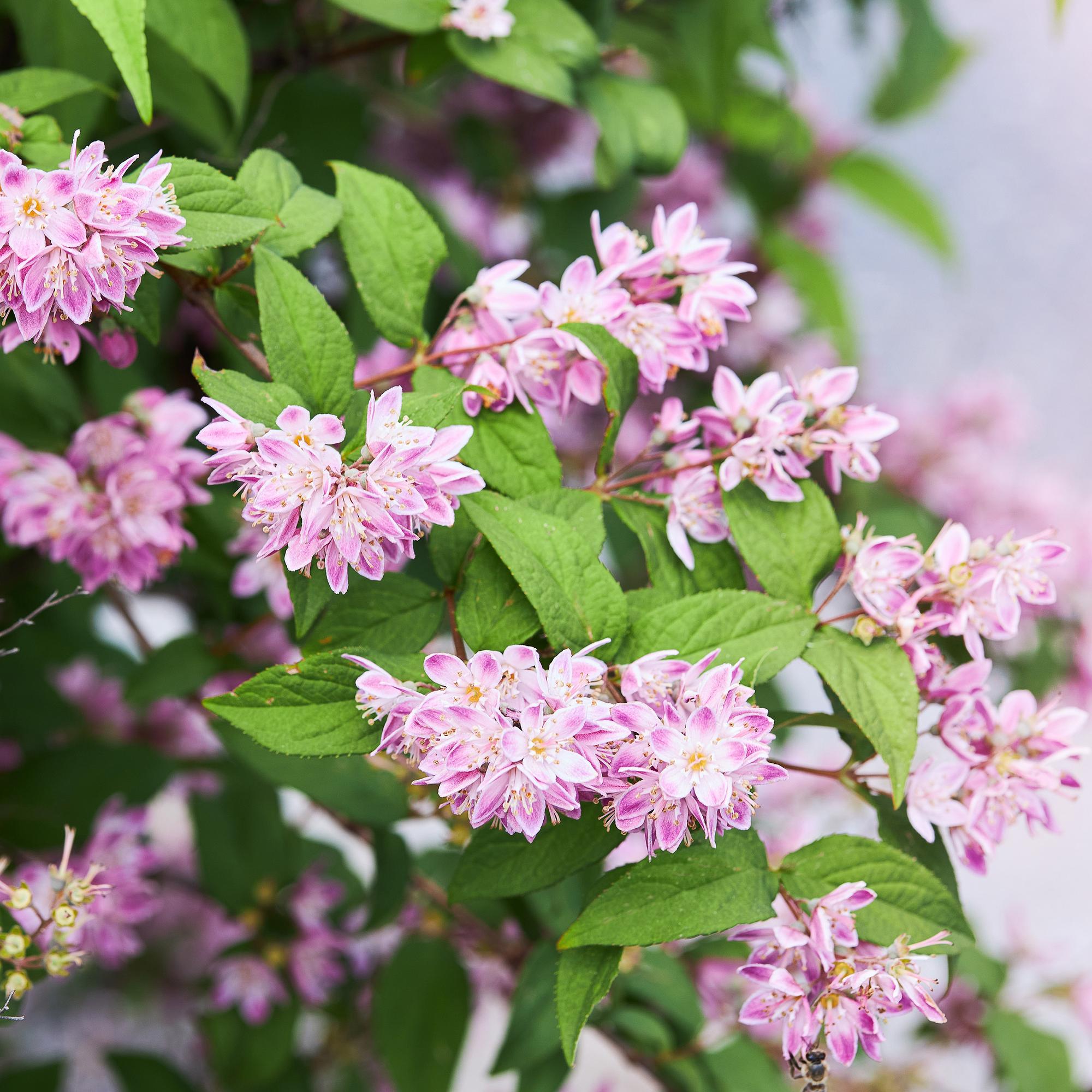 Deutzia 'Strawberry Fields' – arbusto ornamentale con fiori rosa, vaso da 17 cm, altezza 45 cm