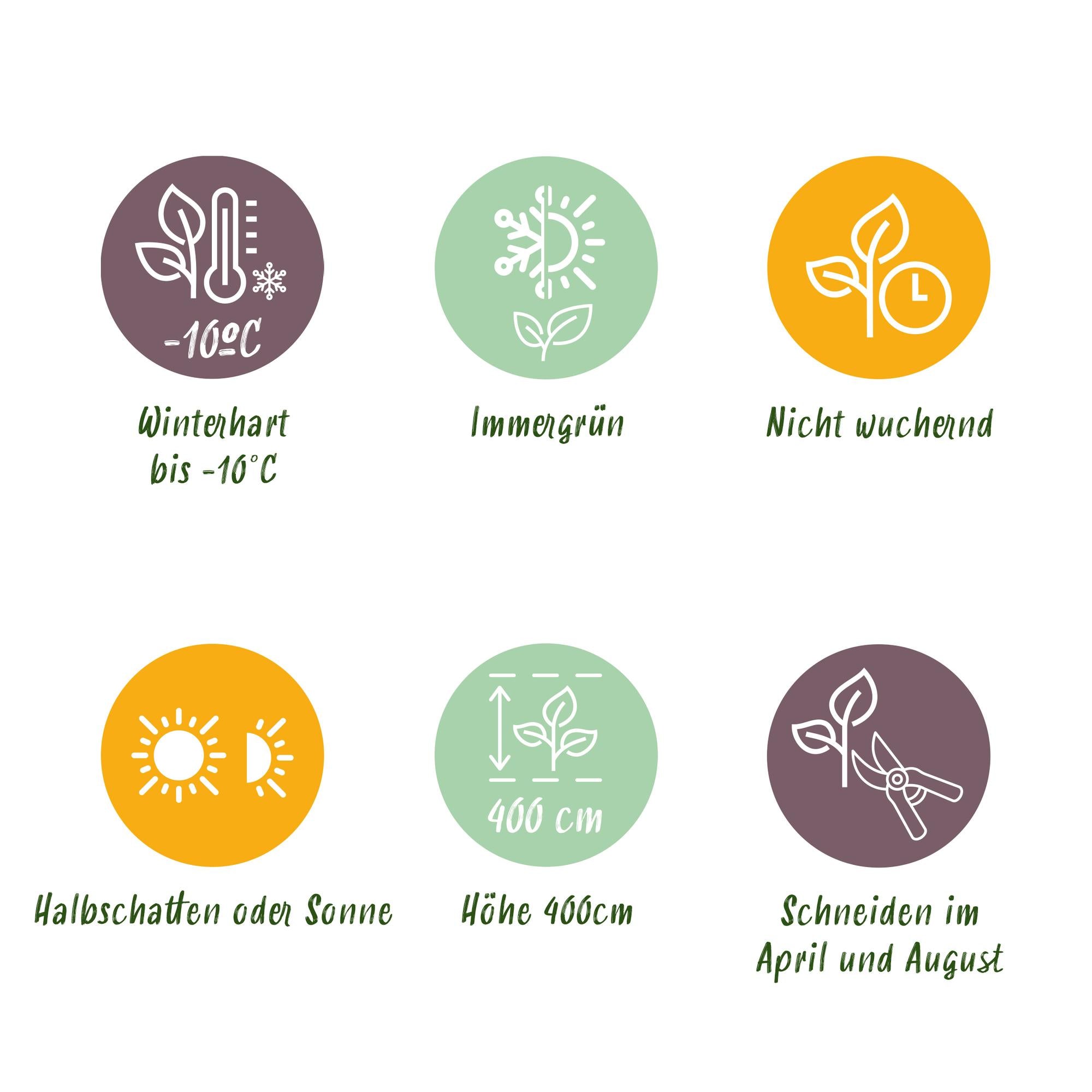 Photinia Fraseri ‘Red Robin’ – Glanzmispel, immergrün, 6 Pflanzen – 17 cm Topf,  50 cm hoch