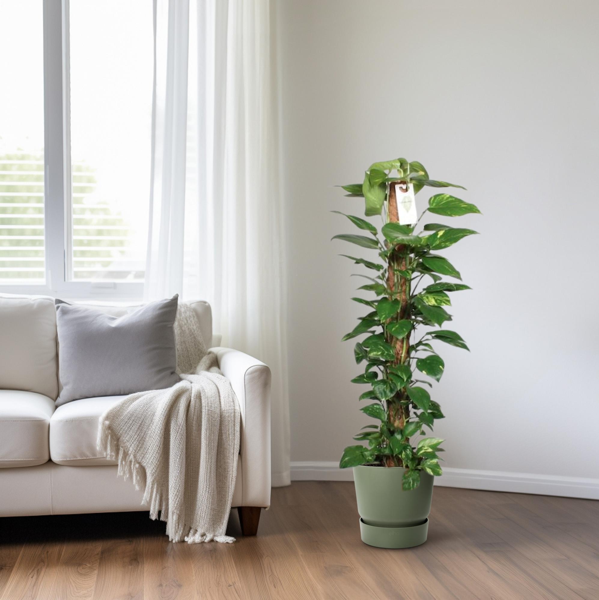 Epipremnum Pinnatum – Ivy on a moss stick - 60-120 cm