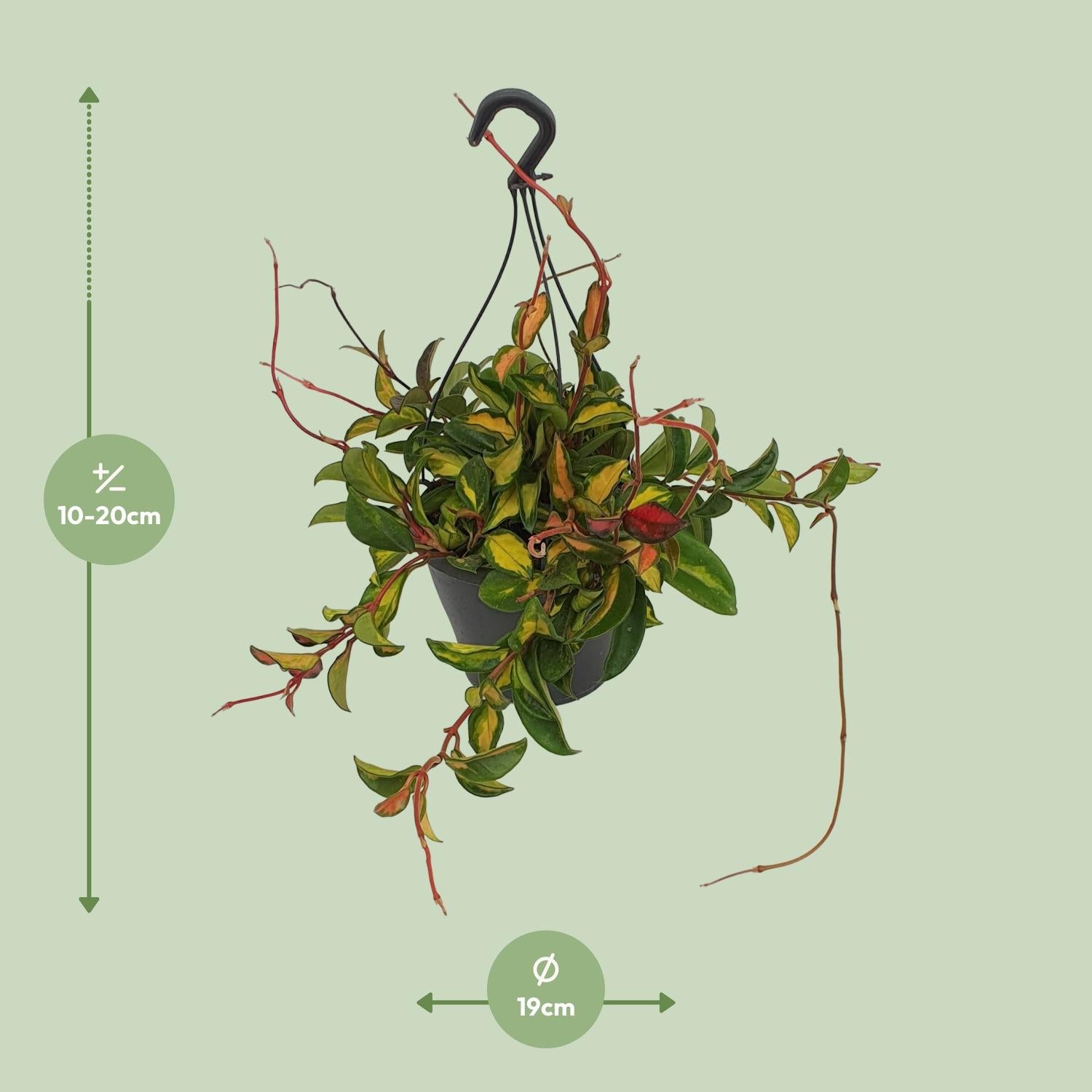 Hoya Carnosa 'Tricolor' – Wax Flower - 19 cm pot, 20 cm tall