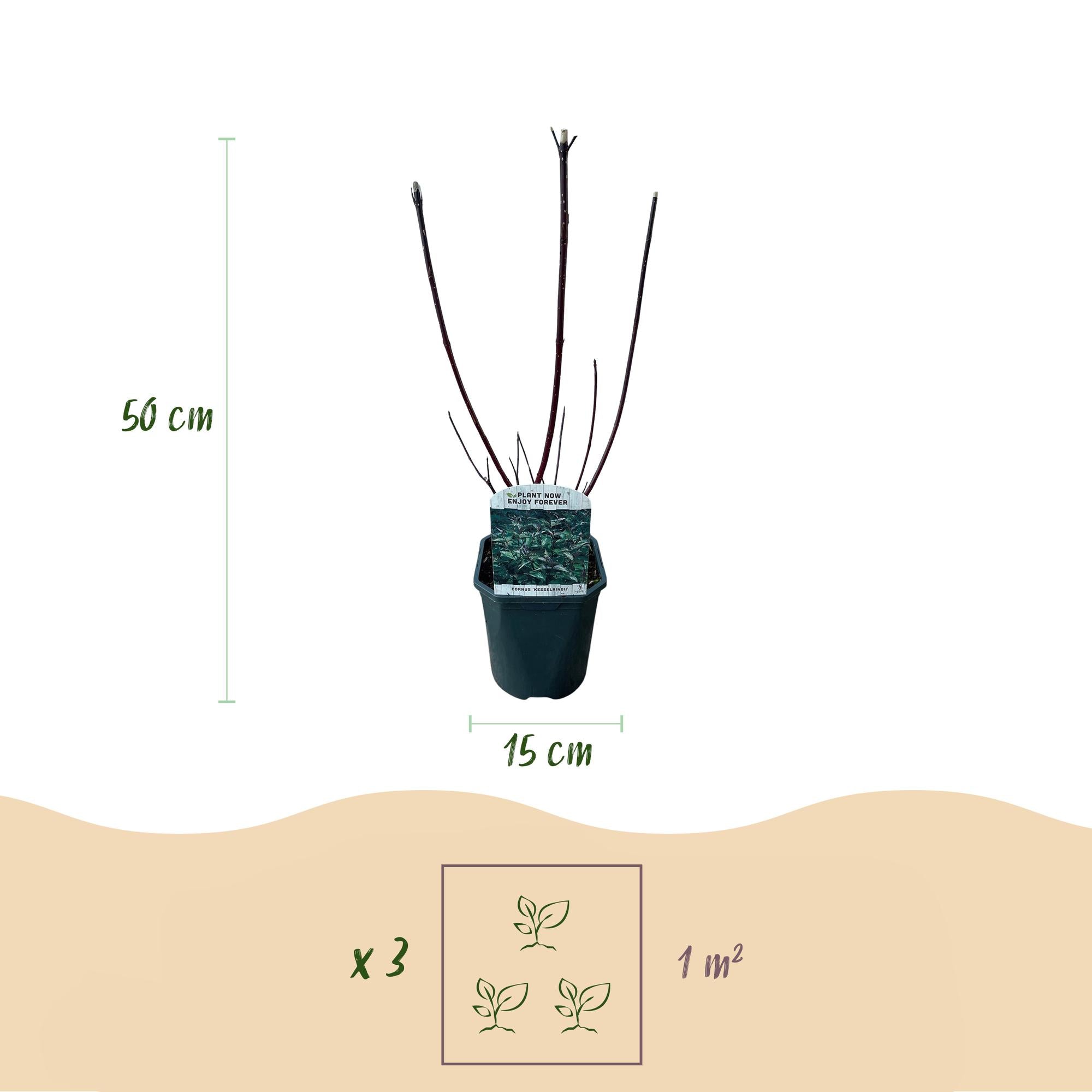 Cornus alba ‘Kesselringii’ – Zierhartriegel mit dunklen Zweigen, 45 cm hoch