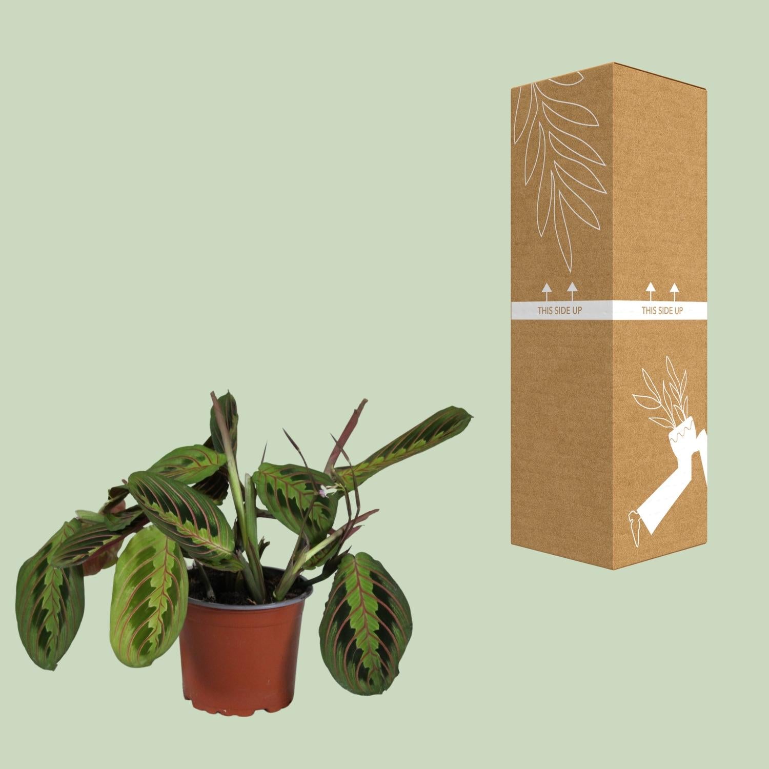 Maranta Leuconeura 'Fascinator' – Prayer Plant - 12 cm pot, 30 cm tall