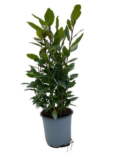 Alloro (Laurus nobilis) – 35–130 cm