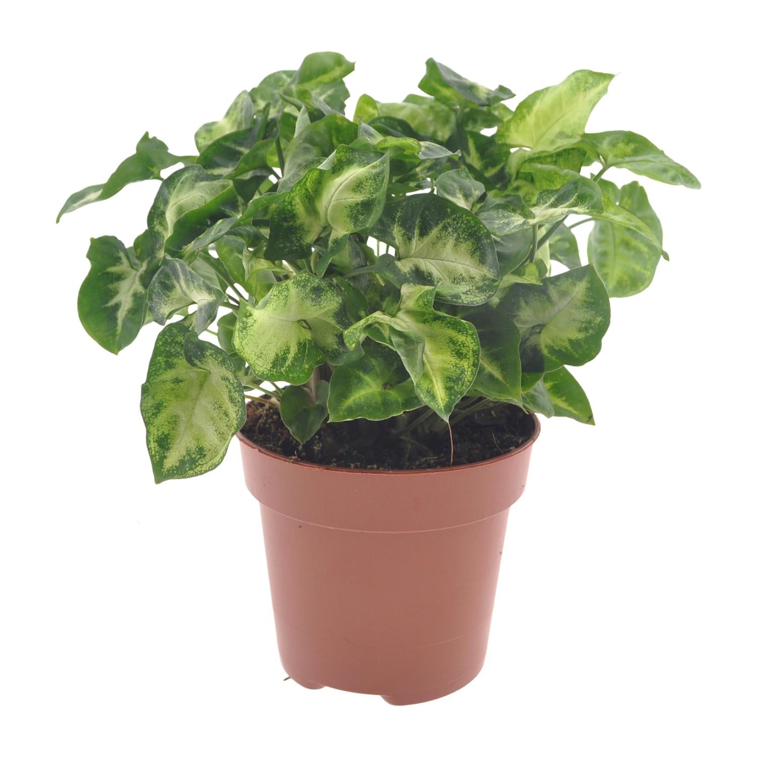Syngonium 'Pixie' – Purpurtute - 20-30 cm