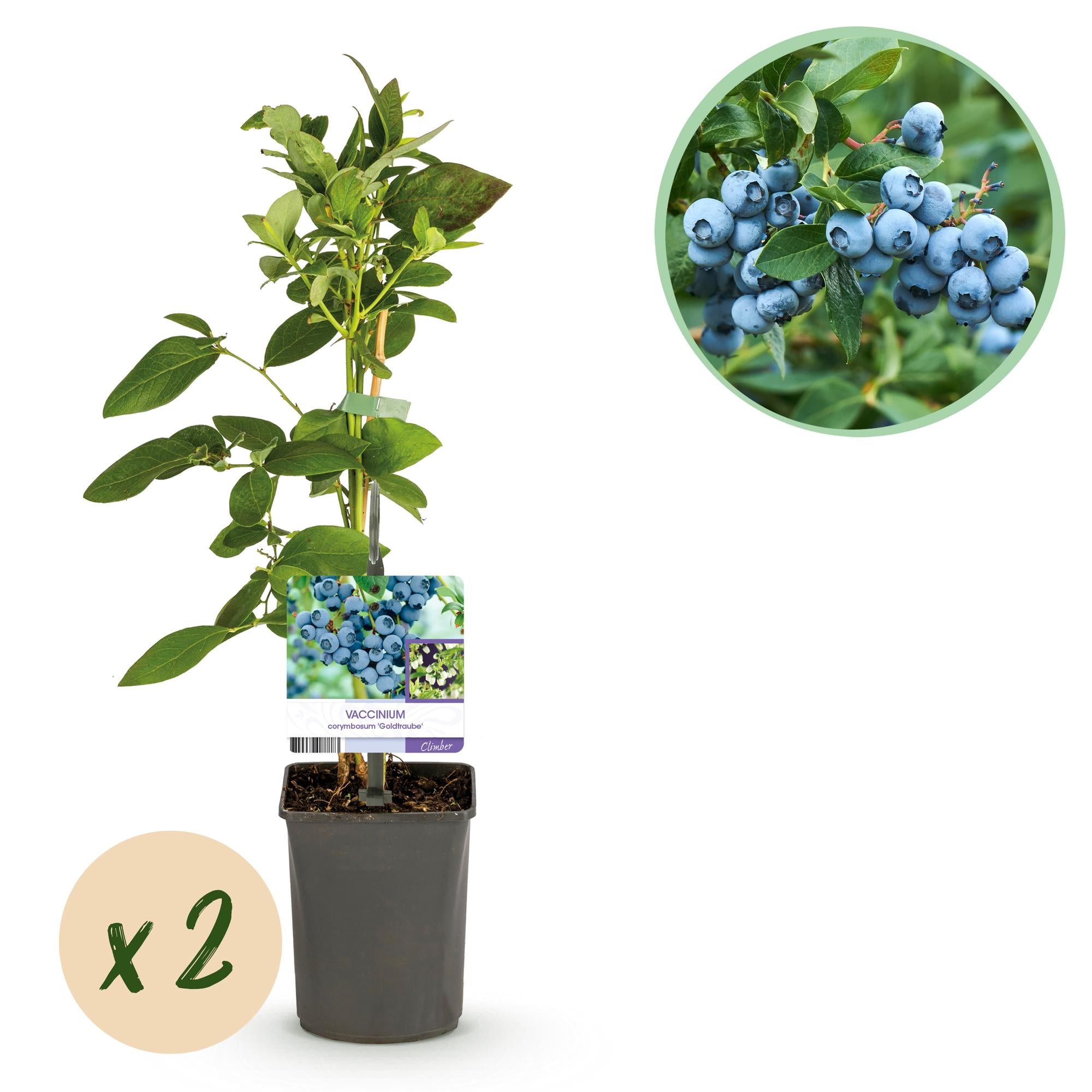 Blueberry bush 'Goldtraube' – thornless, 2 plants, each 40 cm tall, in an 11 cm pot