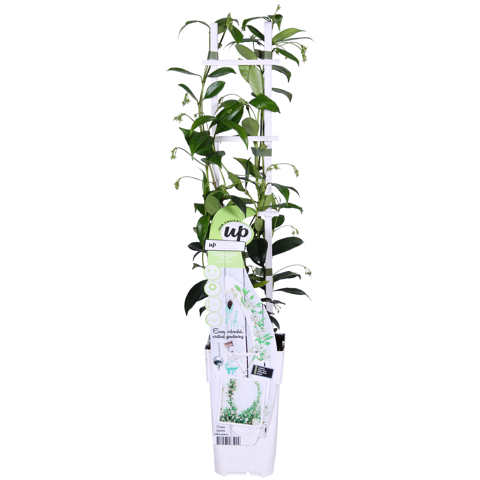 Trachelospermum 'Star of Venice' – evergreen jasmine, white flowers, 15 cm pot, 65 cm tall