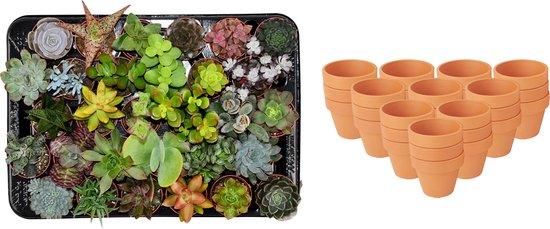 Mix di mini succulente – Ø 8,1 cm, altezza 5–10 cm, in vaso di terracotta