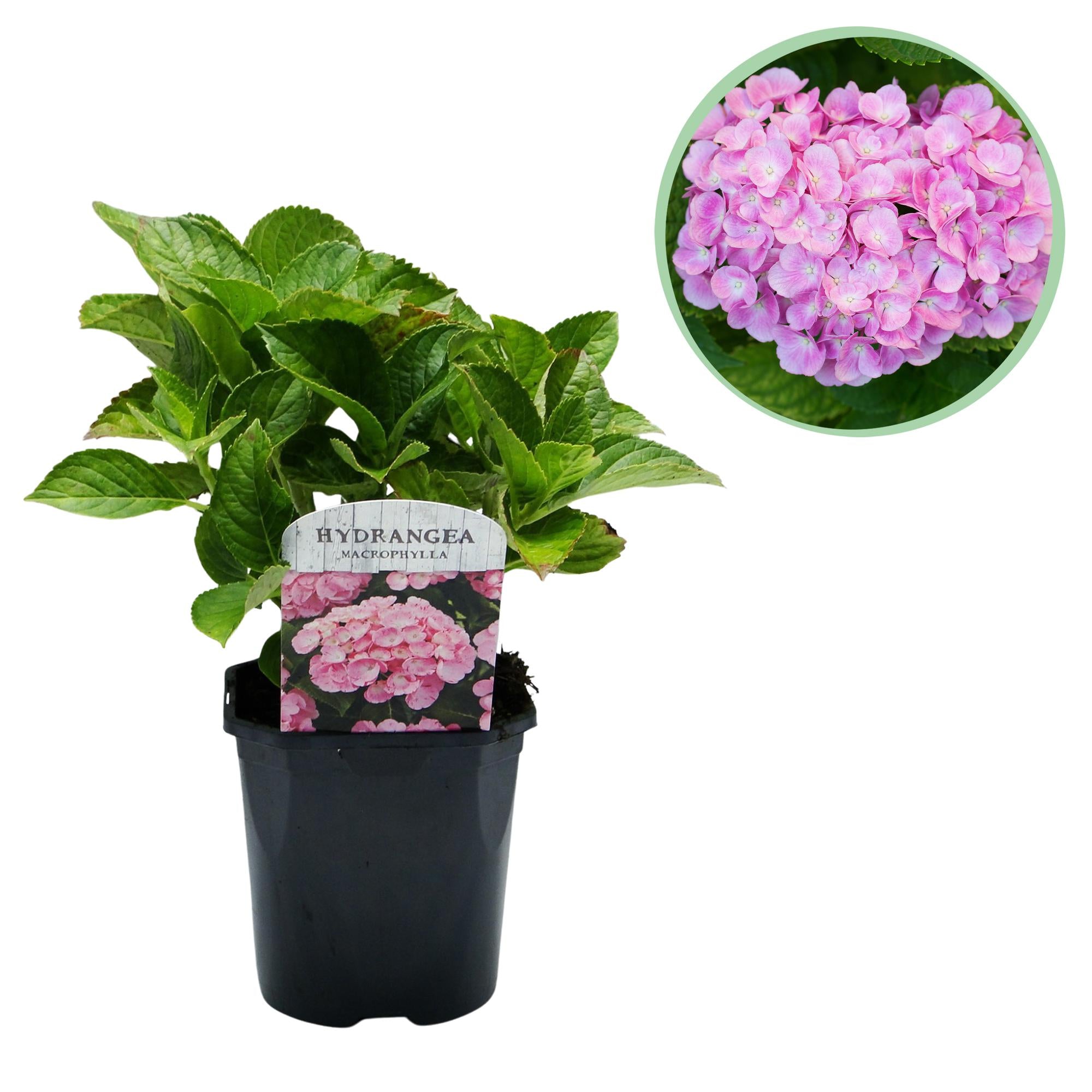 Hydrangea macrophylla – ortensia robusta in diversi colori - 1 pianta, vaso da 17 cm, altezza 30 cm