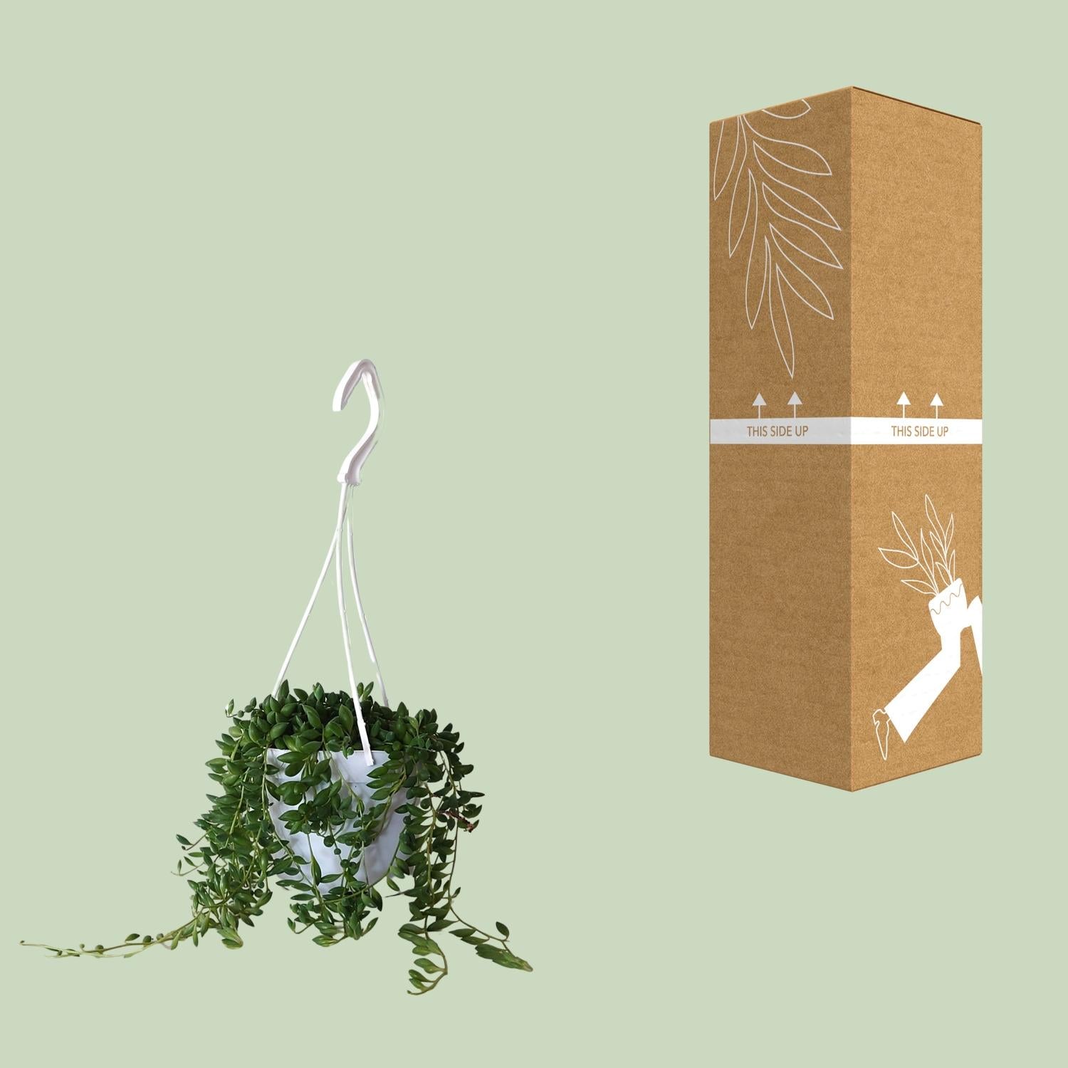 Senecio Herreianus – Erbsenpflanze - 20-25 cm