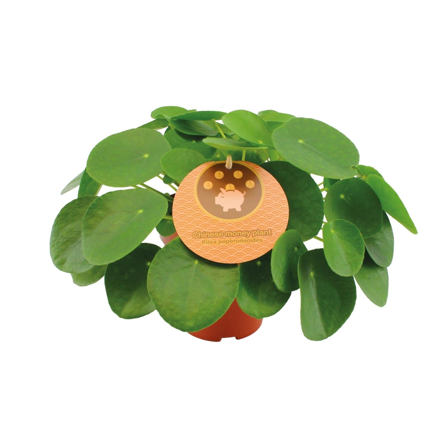 Pilea Peperomioides – Chinese Money Tree - 15-30 cm
