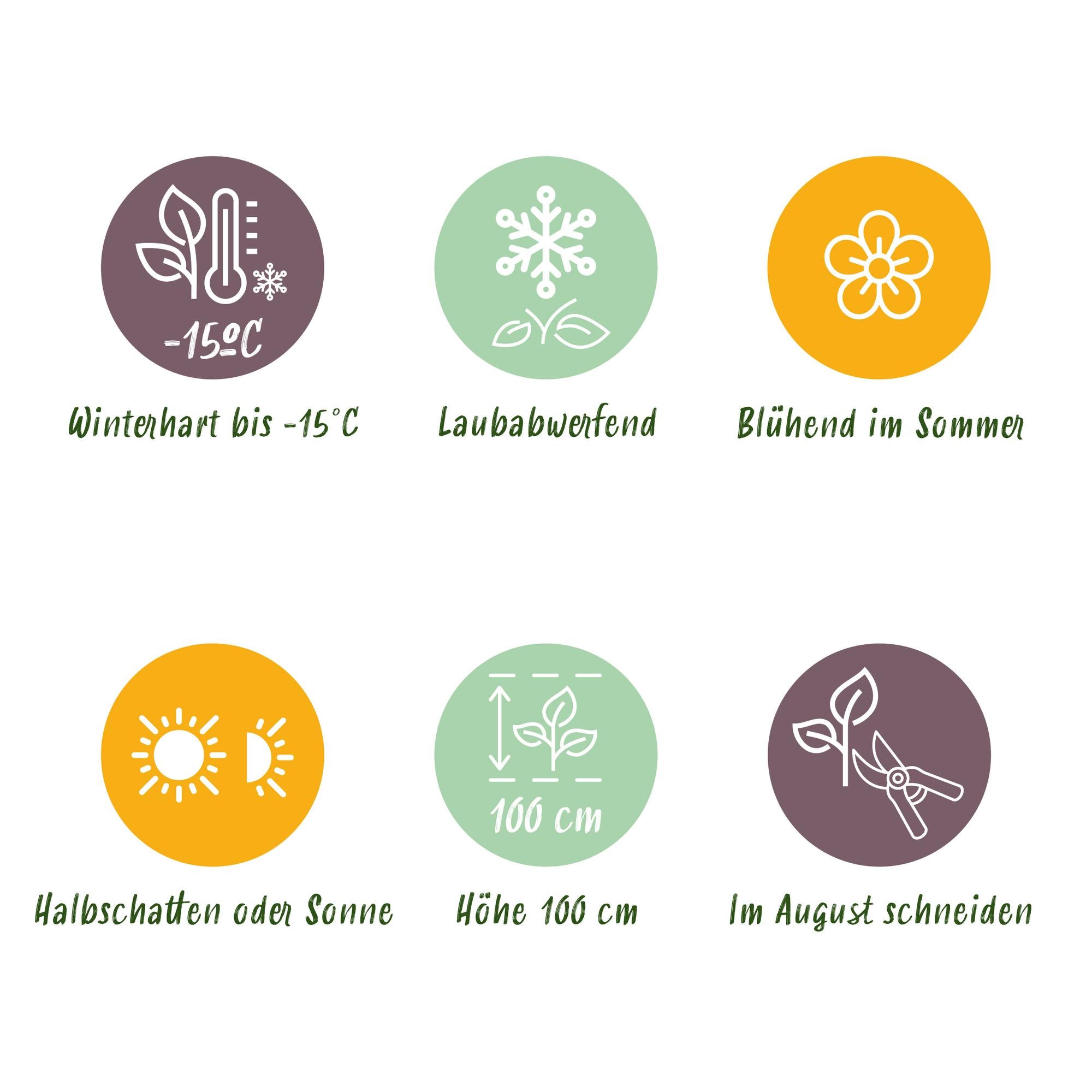 Hortensie Magical Tuesday & Sapphire – rot, 6–10 Blüten, 23 cm Topf, 55 cm hoch