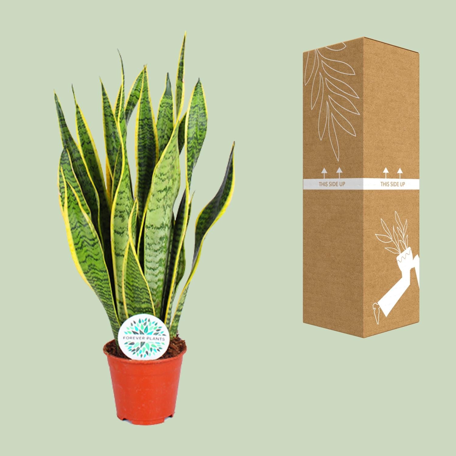 Sansevieria Trifasciata Laurentii – Canapa ad arco - 40-84 cm