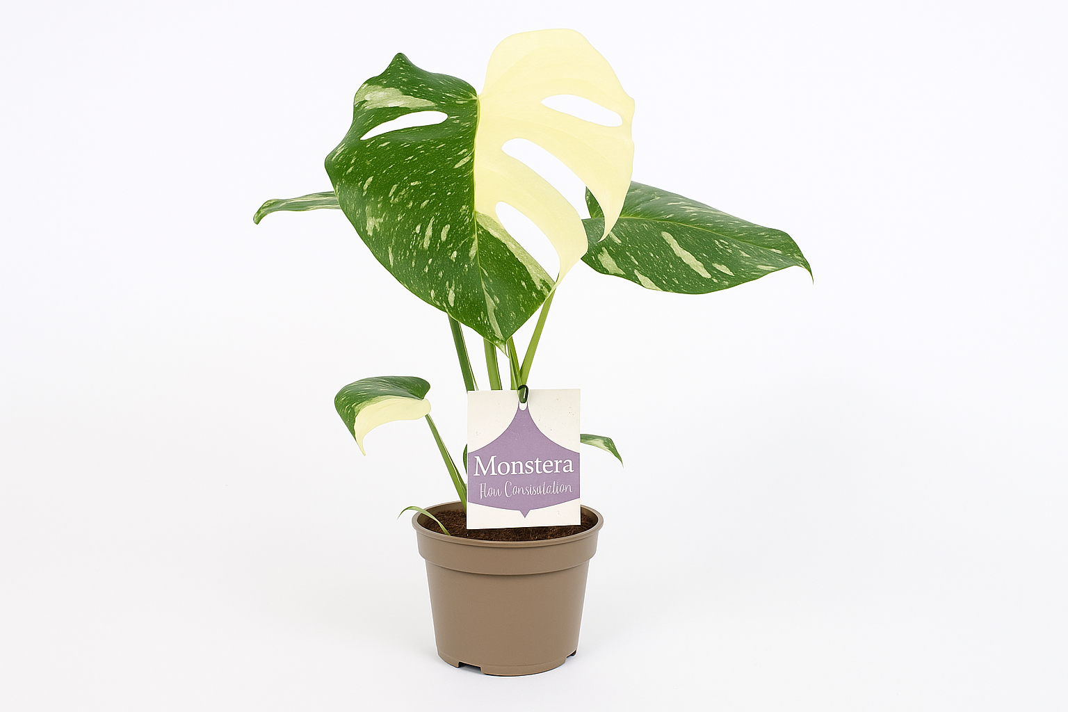 Monstera Thai Constellation – Buntblättriges Fensterblatt - 30-50 cm