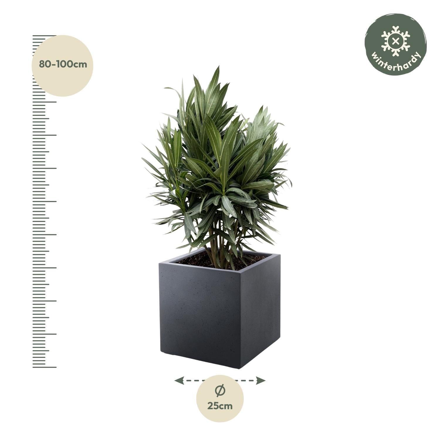Oleander (Nerium oleander) - Ø19 - 70cm