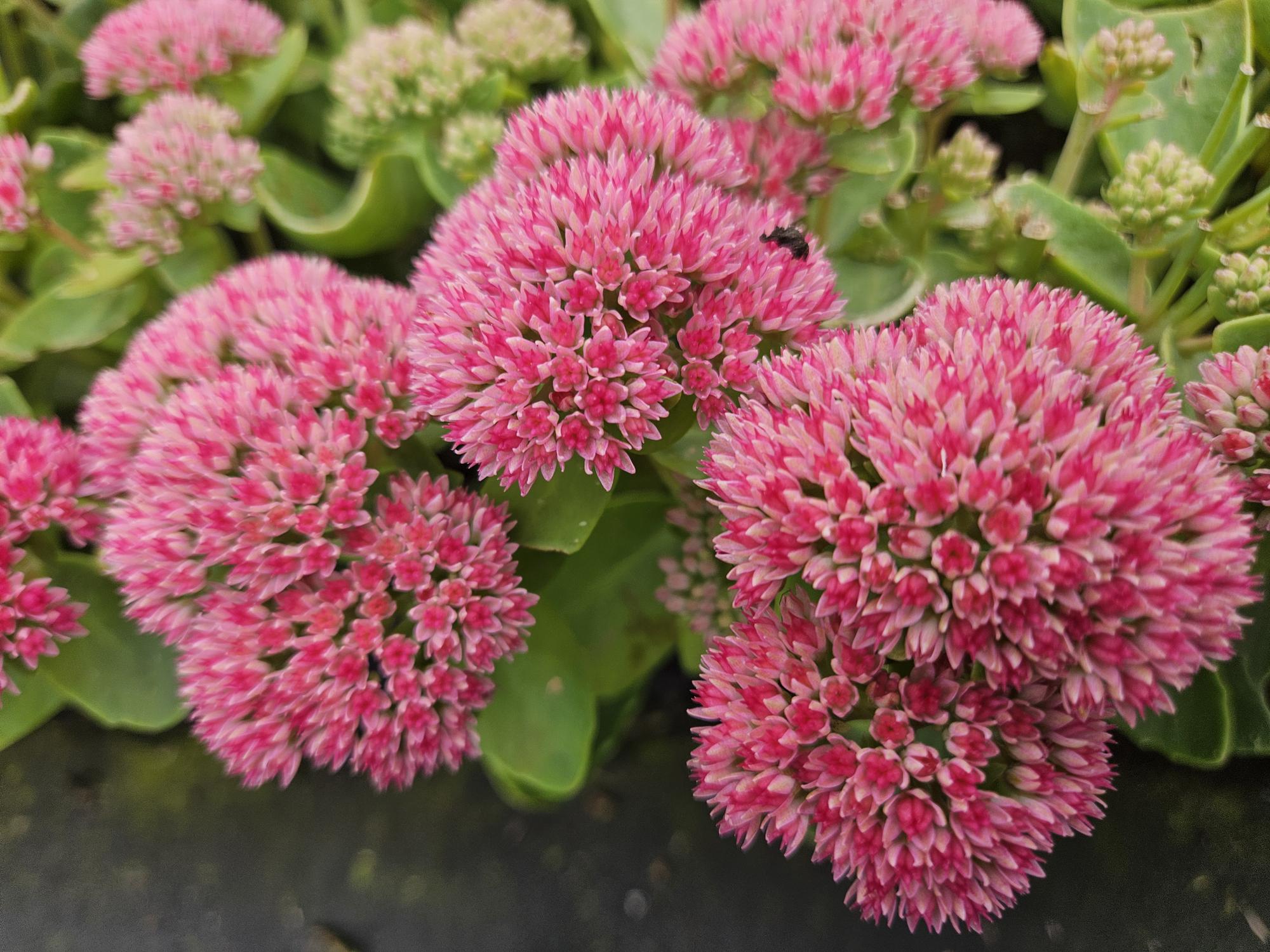 Sedum ‘Herbstfreude’ – kompakte Fetthenne, 10–25 cm hoch
