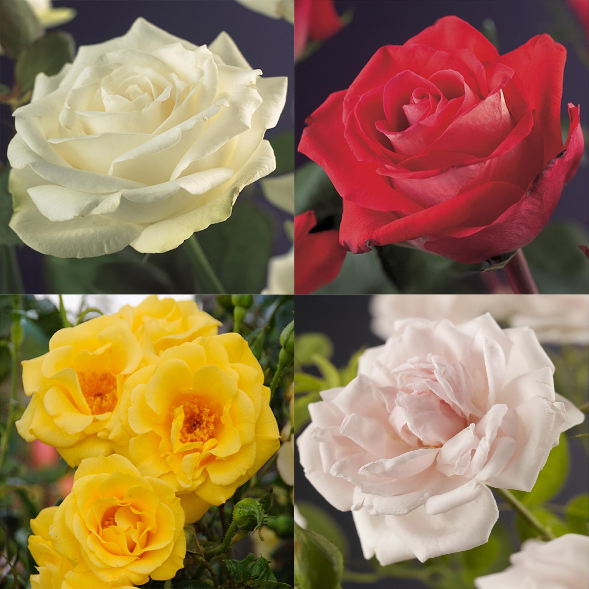 'Rosa Rainbow' climbing rose – multicolored flowers in pink, white, yellow and red, 4 plants in an 11 cm pot
