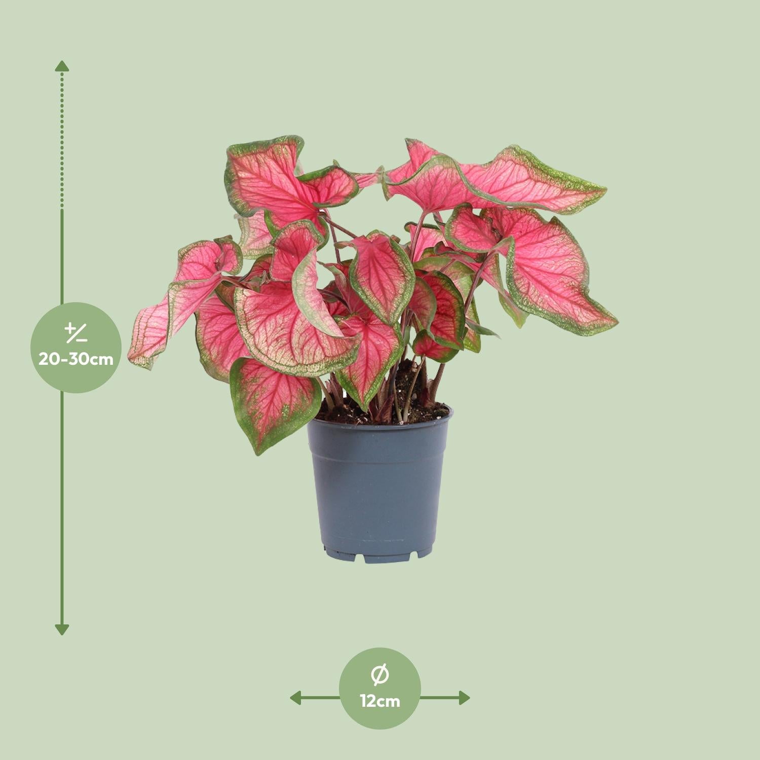 Caladium – Engelsflügel - 12cm  - verschiedene Farben