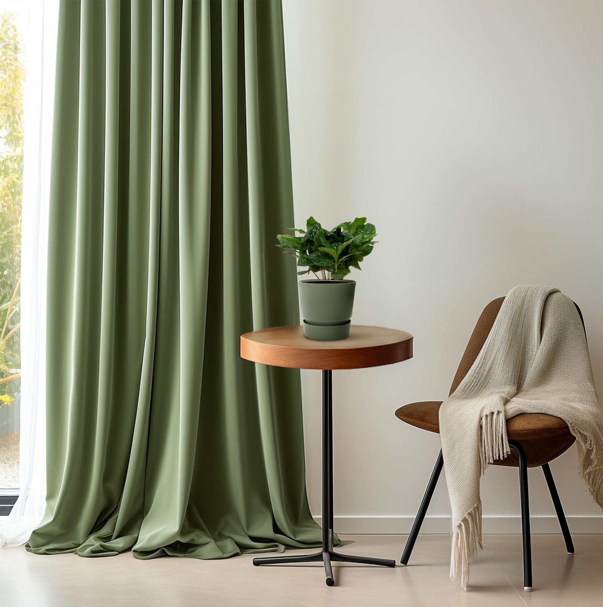 Kaffeepflanze (Coffea arabica) – 22–30 cm