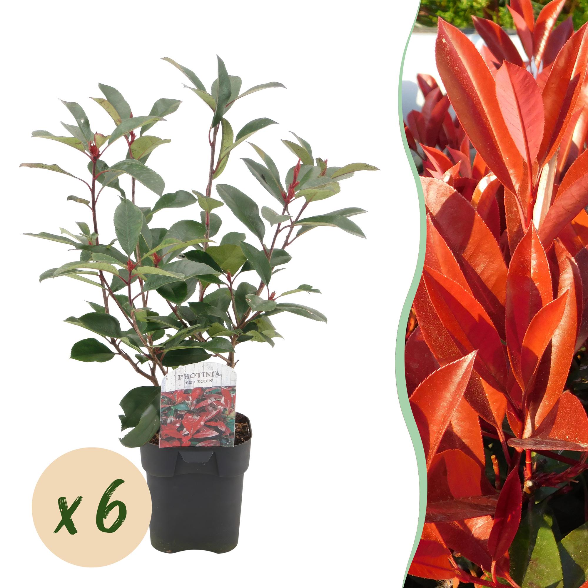 Photinia Fraseri ‘Red Robin’ – Glanzmispel, immergrün, 6 Pflanzen – 17 cm Topf,  50 cm hoch