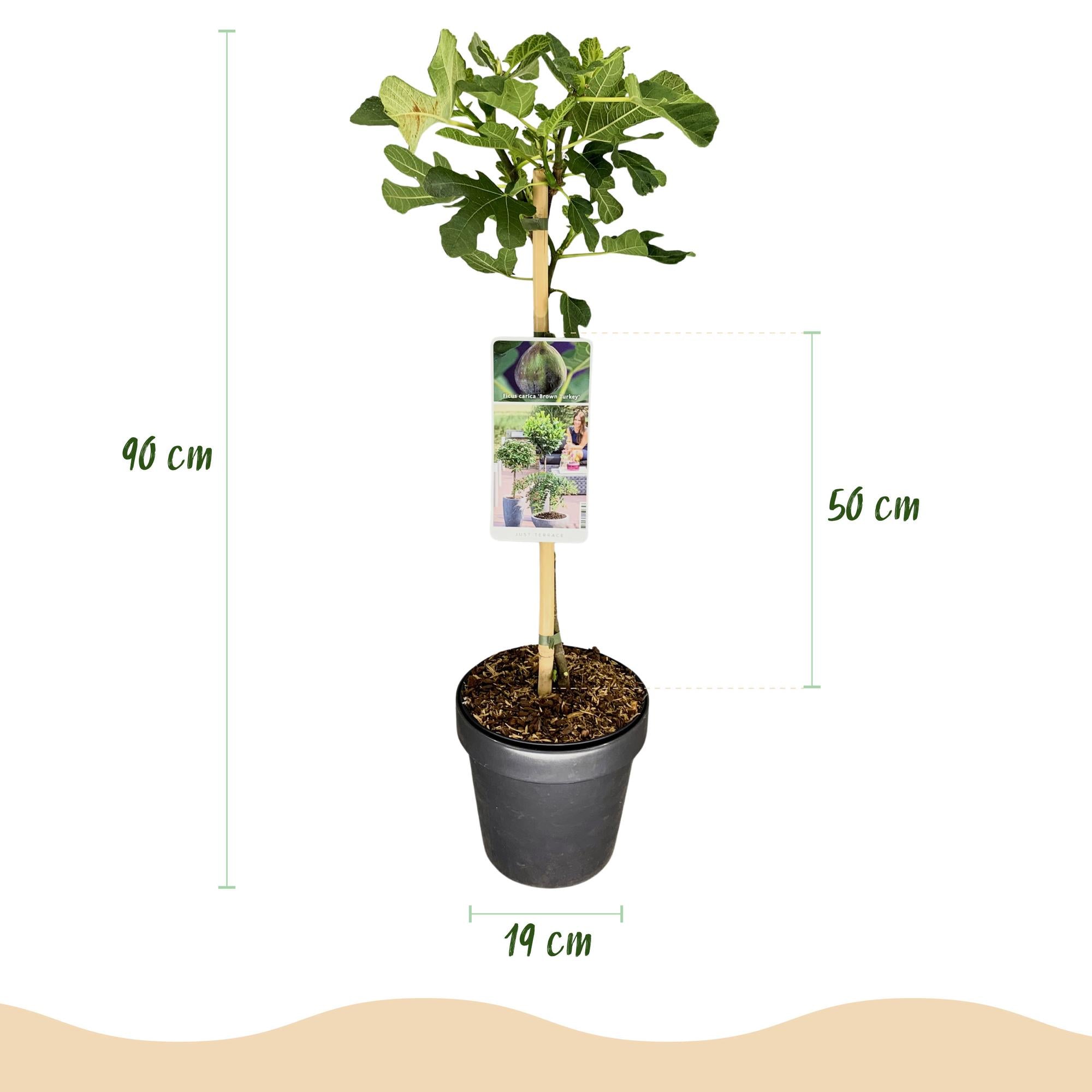 Fig tree ‘Brown Turkey’ (Ficus carica) – 19–90 cm