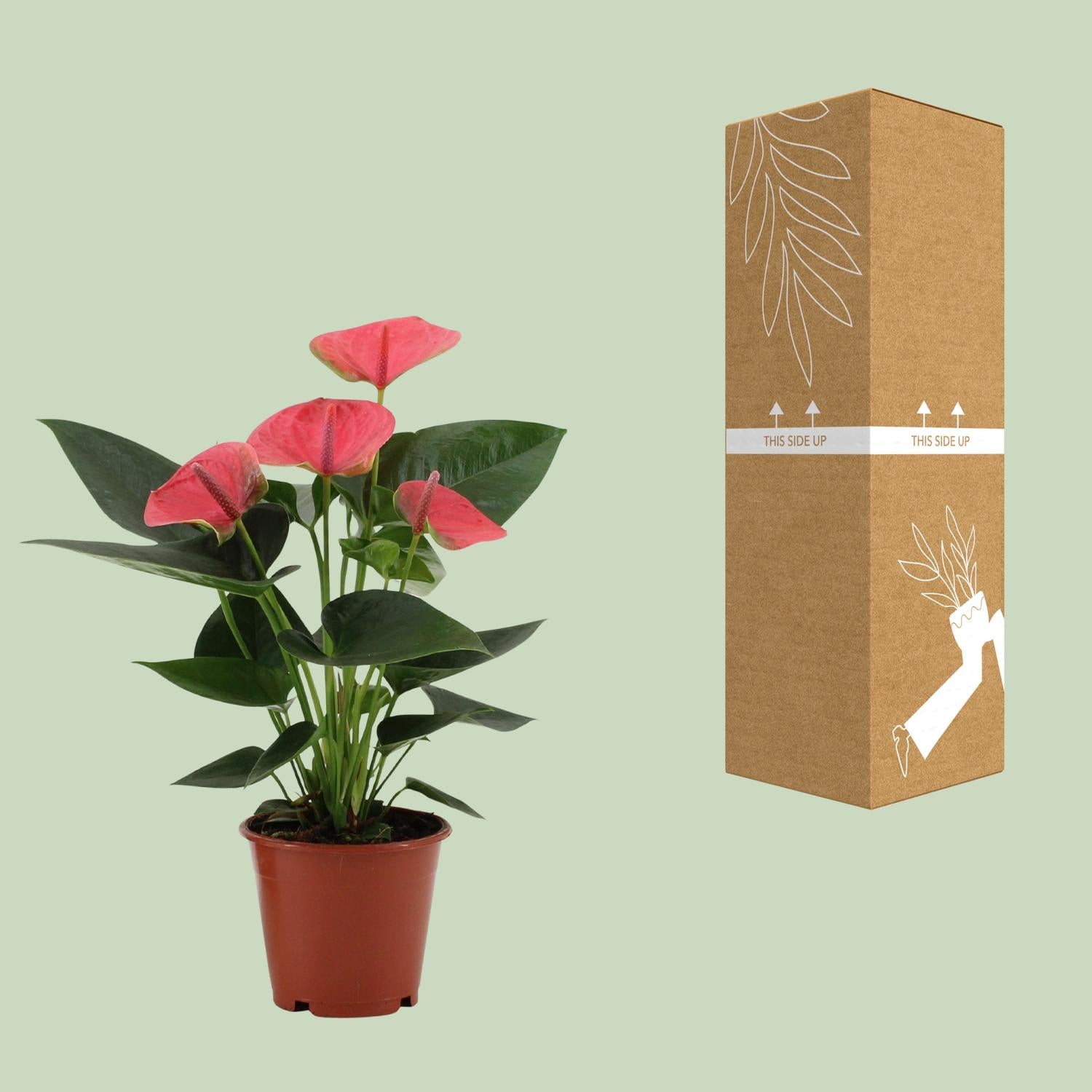 Anthurium – Flamingoblume - verschiedene Farben & Größen - 35-90 cm