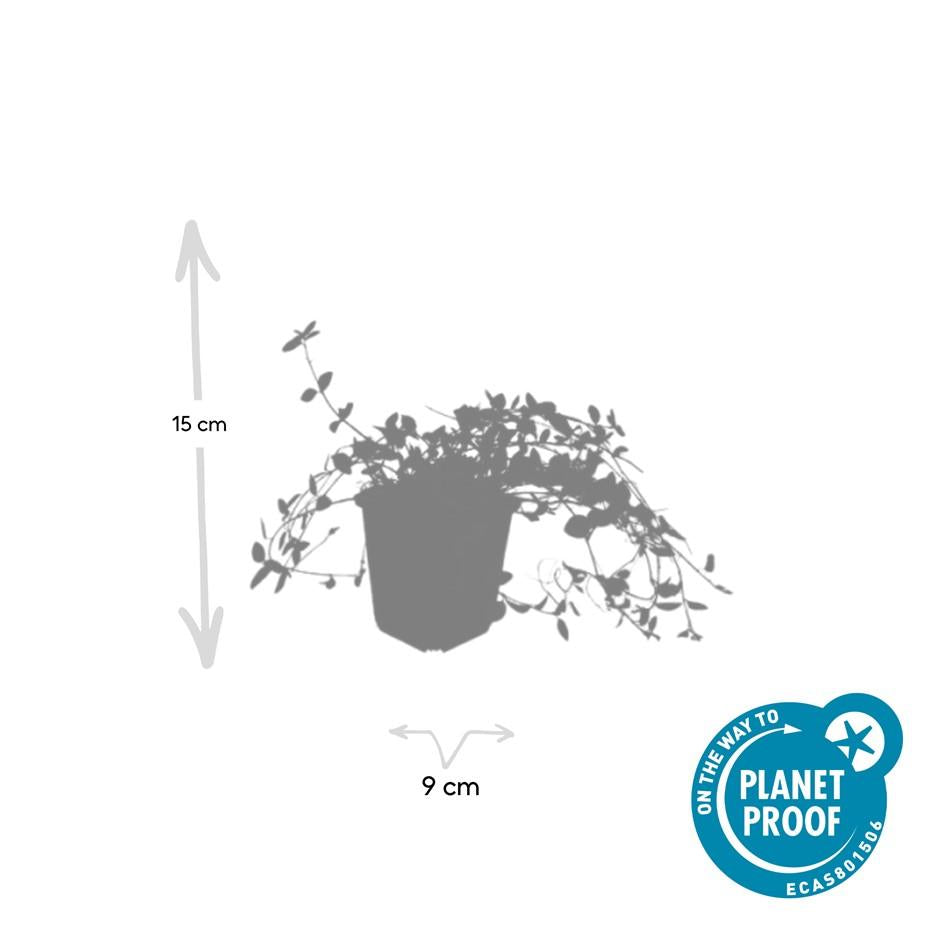 Immergrün ‘Gertrude Jekyll’ – bodendeckend, weiß blühend, 9 cm Topf, 10–25 cm