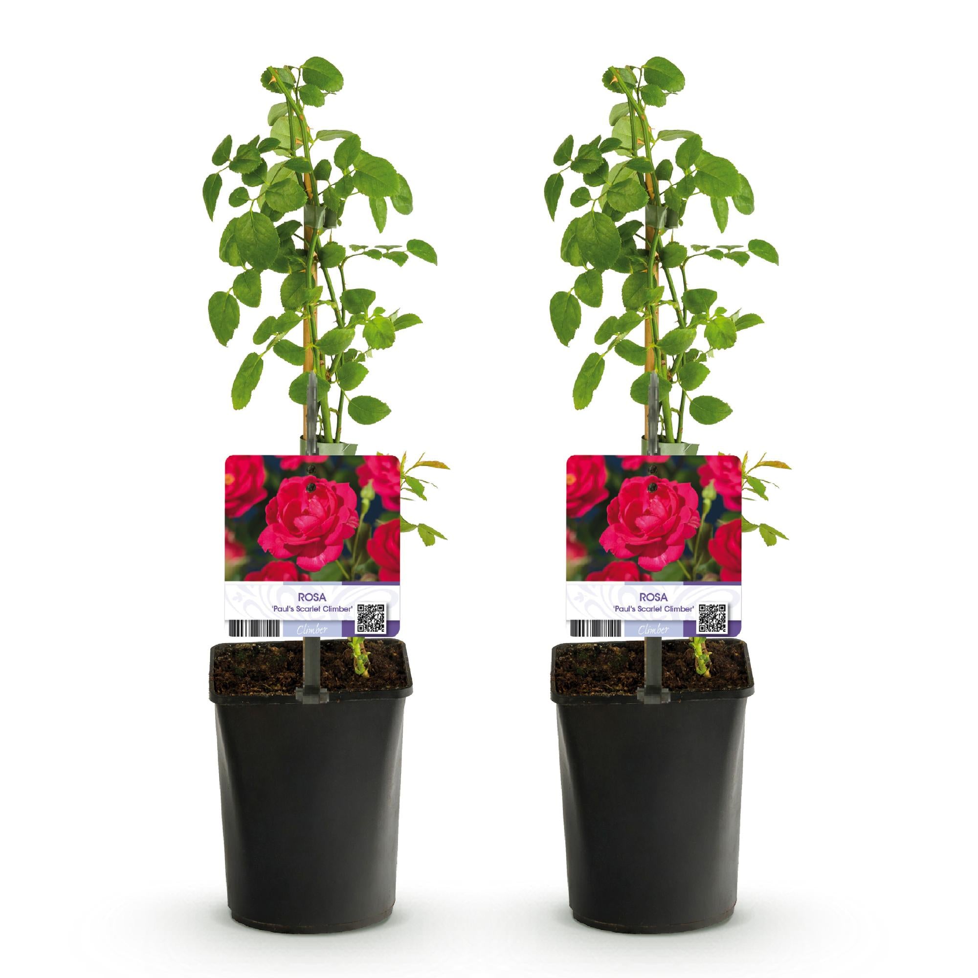 Climbing rose 'Paul Scarlet Climber' – robust, easy to care for, 2 plants, 11 cm pot, 40 cm high