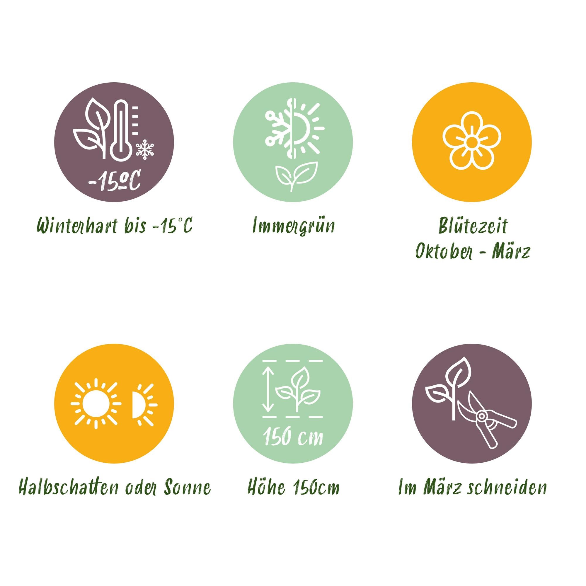 Pianta sempreverde standard Viburnum tinus – fiori bianco-rosa – vaso da 19 cm, altezza 90 cm