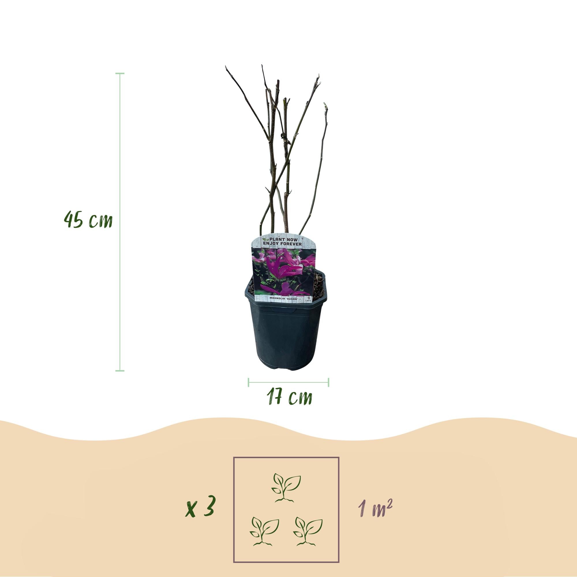 Magnolia 'Susan' – 1 pianta, fiore rosa scuro, facile da curare, vaso da 17 cm, altezza 45 cm