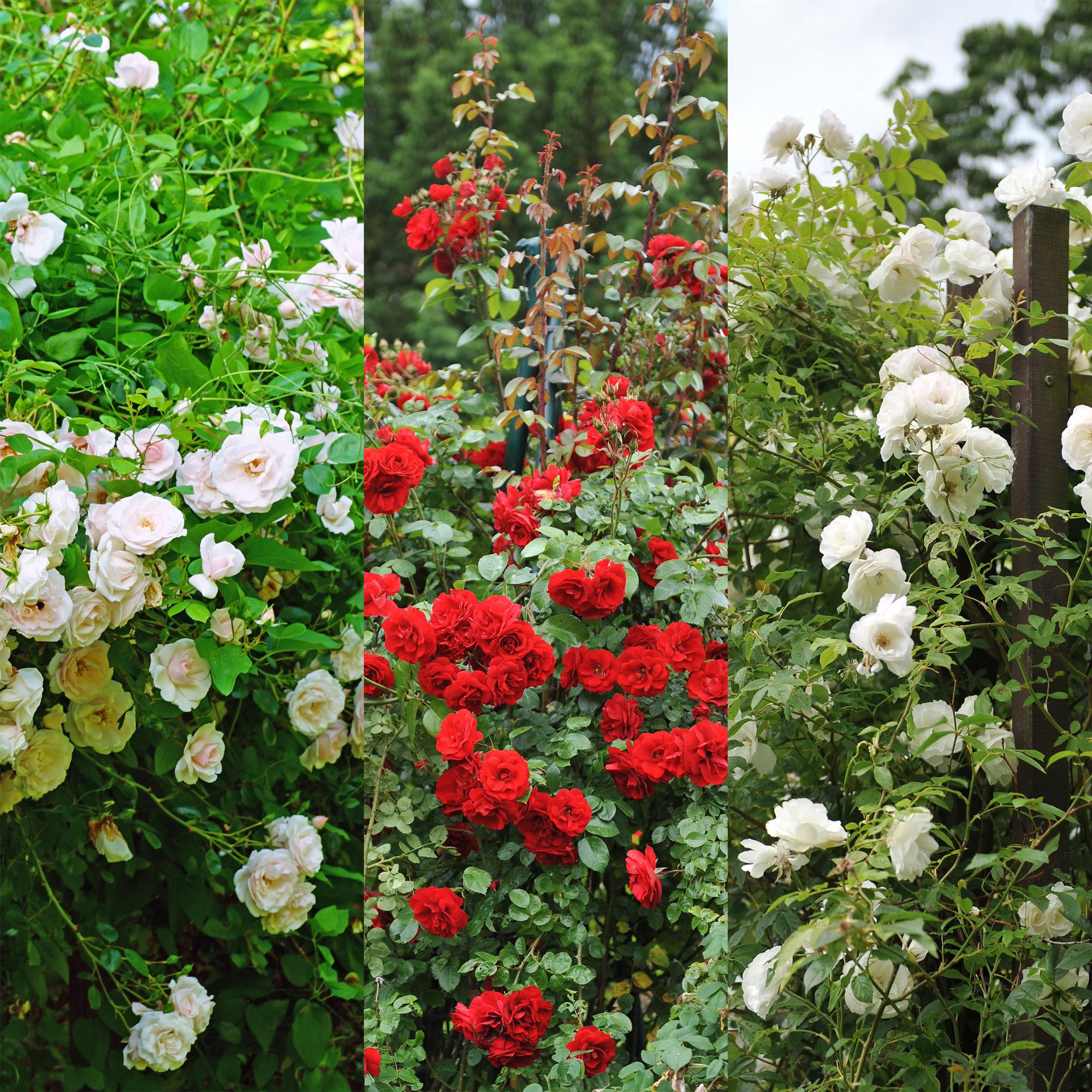 'Rosa Tricolour' climbing rose – multicoloured flowering, easy to care for, 3 plants in an 11 cm pot, 40 cm tall