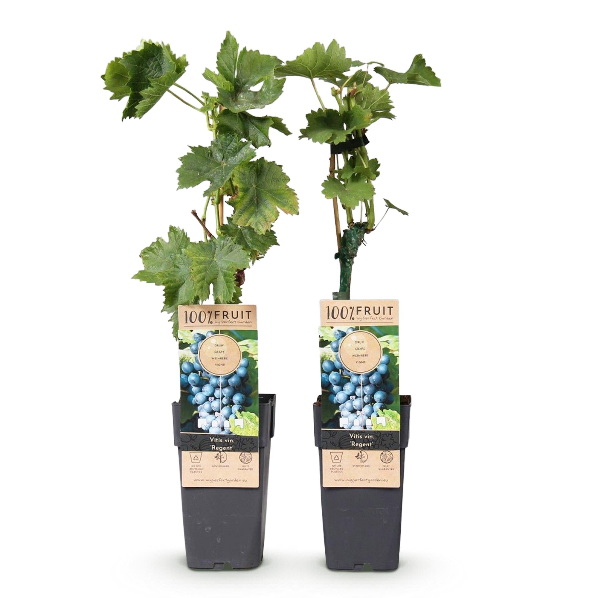 Pianta da frutto Blue Grape 'Regent' – Set di 2, vaso da 15 cm, altezza 50 cm