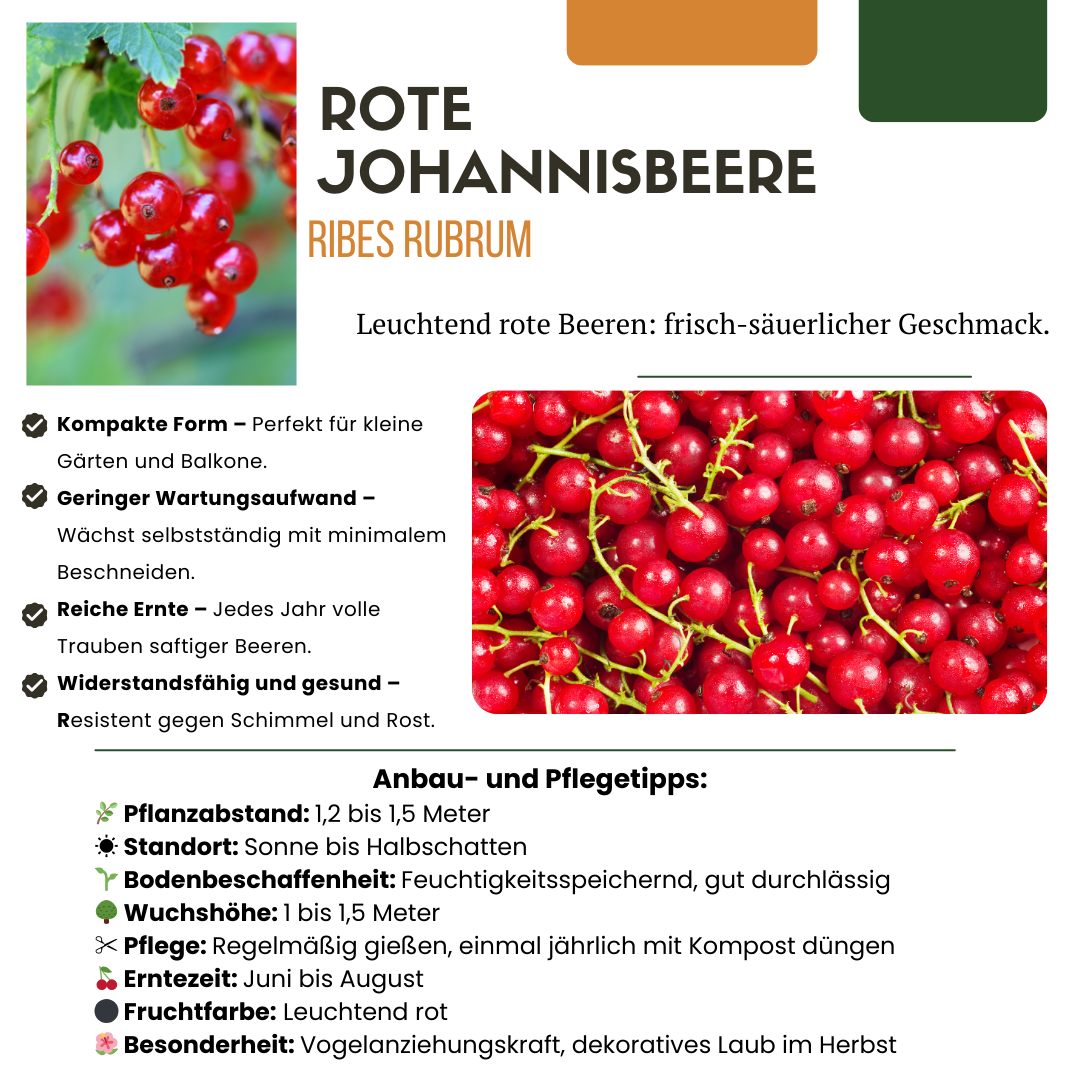 BIO Obstpflanzen-Set „Früchte-Oase“ – Mix aus 5 Sorten