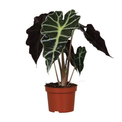 Alocasia Amazonica ‘Polly’ – Elefantenohr - 12 cm Topf, 30 cm hoch