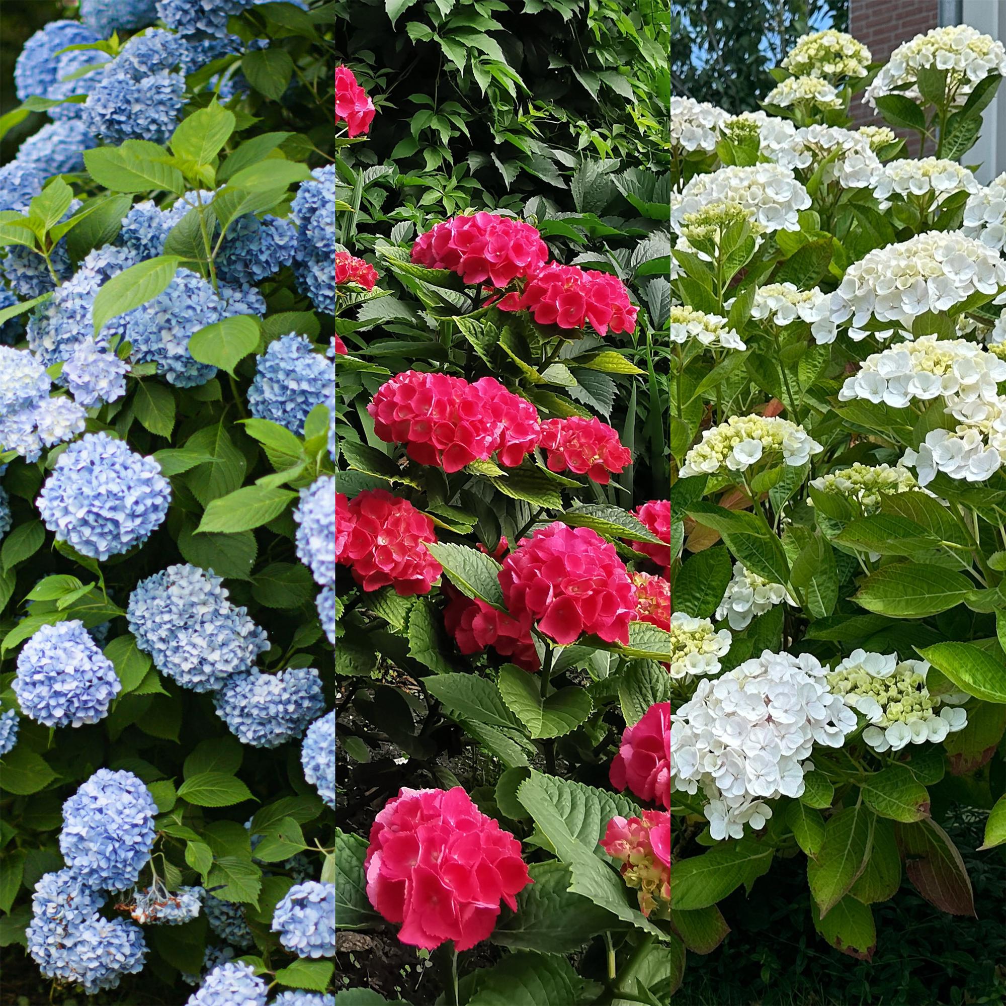 Hydrangea 'Tricolour' – Tricolour flower, set of 3, easy to care for, 17 cm pot, 30 cm high