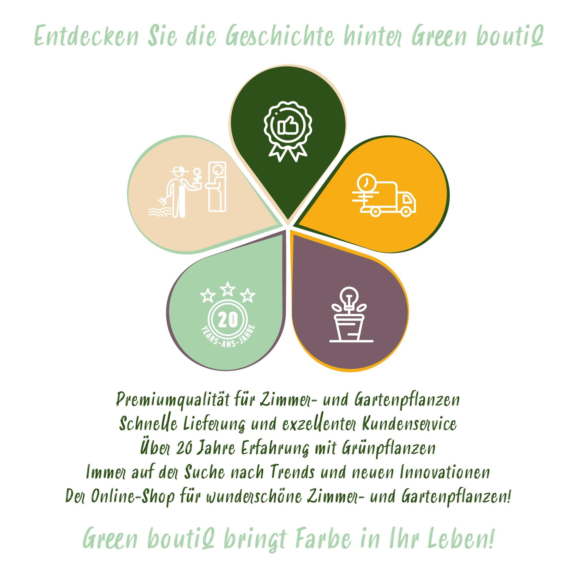 Kiwi plant set – Green 'Jenny' & Golden Kiwi, set of 2 in 15 cm pots (height approx. 50 cm)