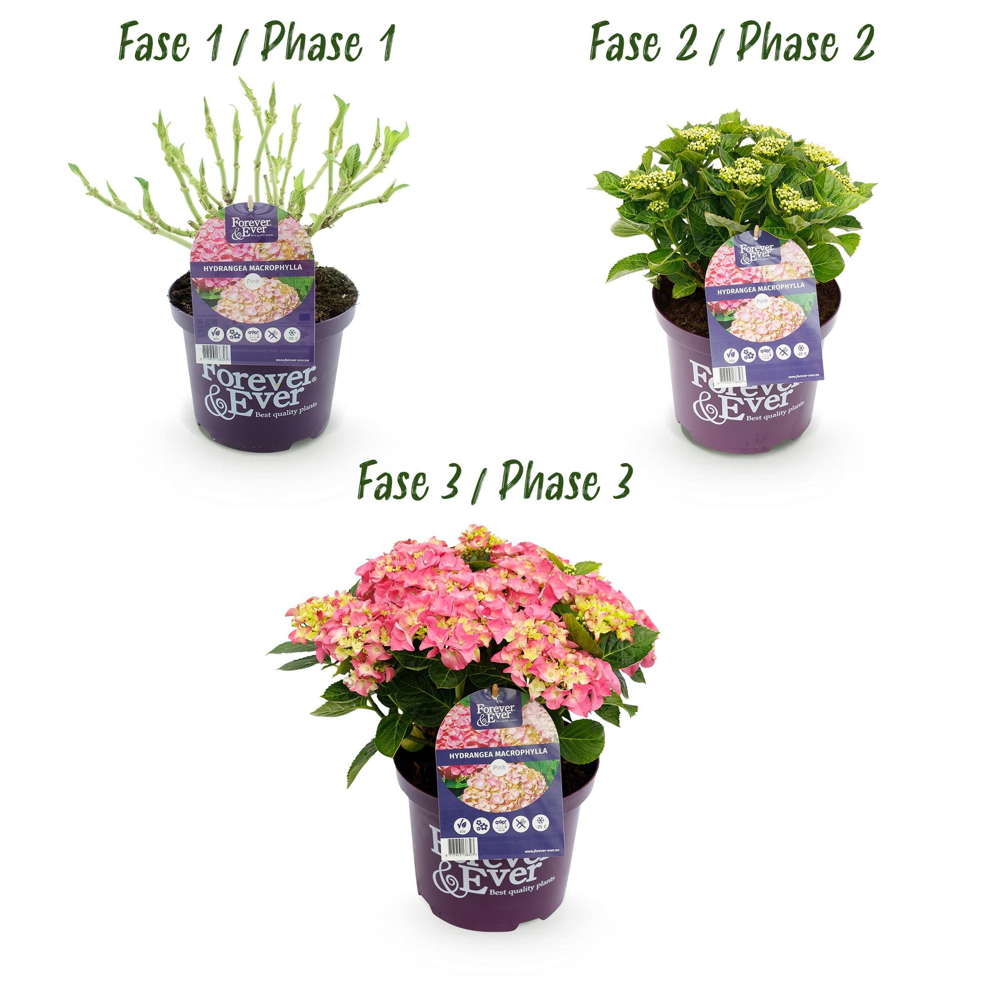 Hortensie Rosa ‘Forever & Ever’ – 7–12 Blüten, 23 cm Topf, 55 cm hoch