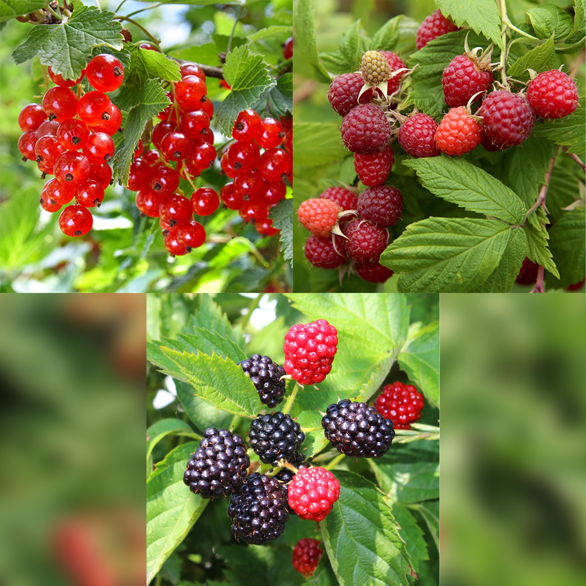 Fruit plant mix – currant, raspberry & blackberry (3 plants, 11 cm pot, approx. 40 cm)