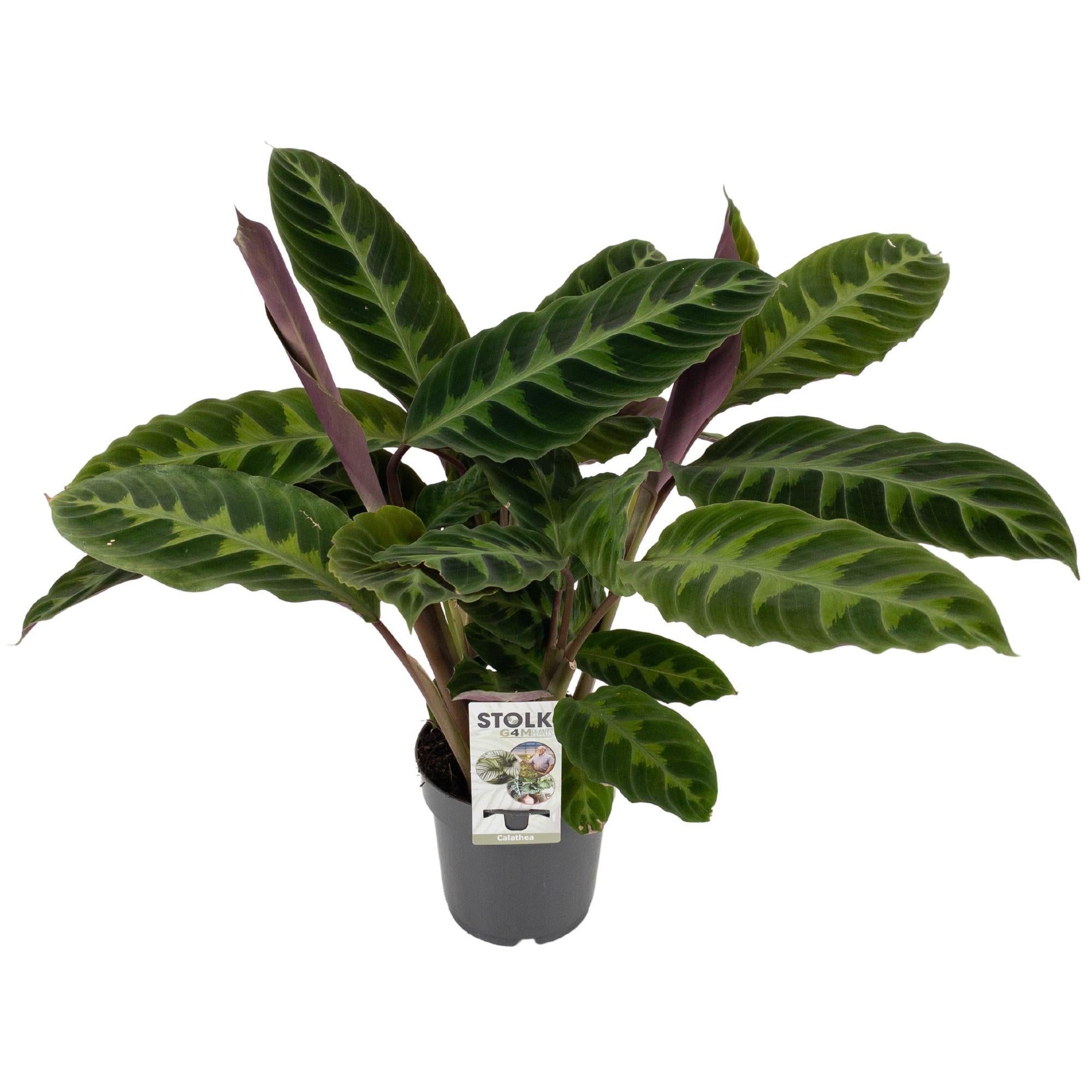 Calathea Warscewiczii – Samt-Korbmarante - 50-70 cm