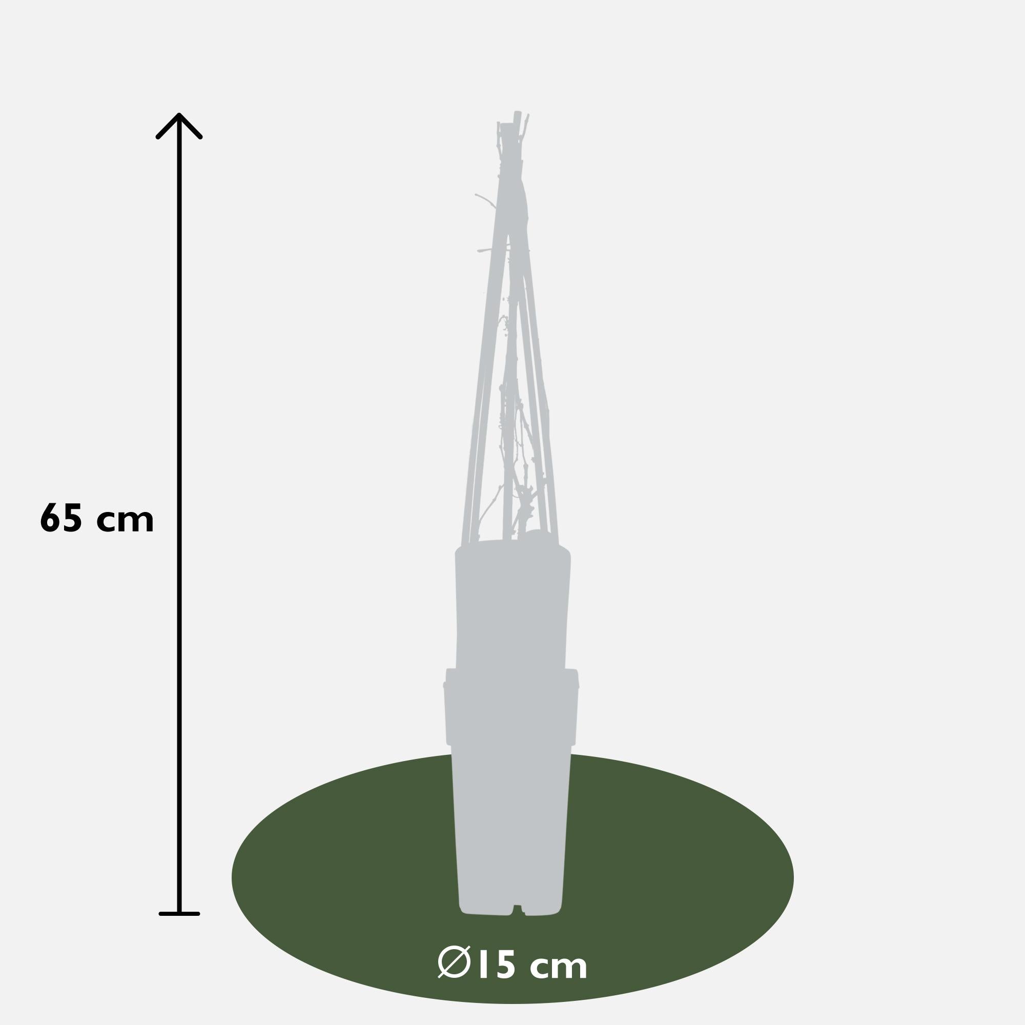 Wilder Wein ‘Engelmannii’ – schnellwachsende Kletterpflanze, 15 cm Topf, 65 cm