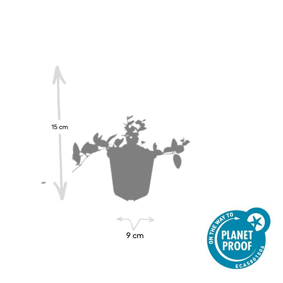 Vinca minor ‘Ralph Shugert’ – weiß gerandetes Immergrün, 9 cm Topf, 10–25 cm Höhe